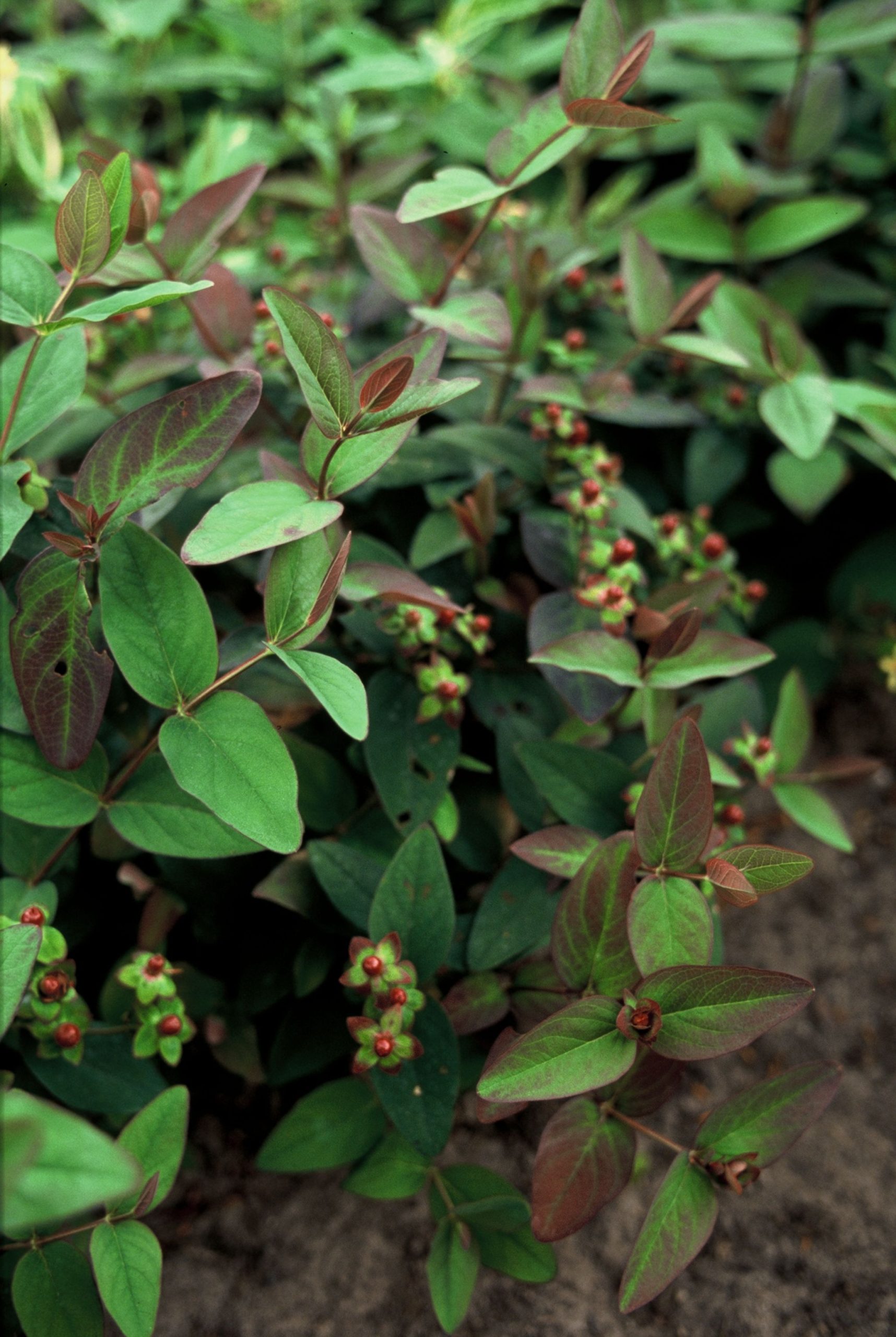 HYAAPURP Hypericum andr. 'Albury Purple' - Image 1