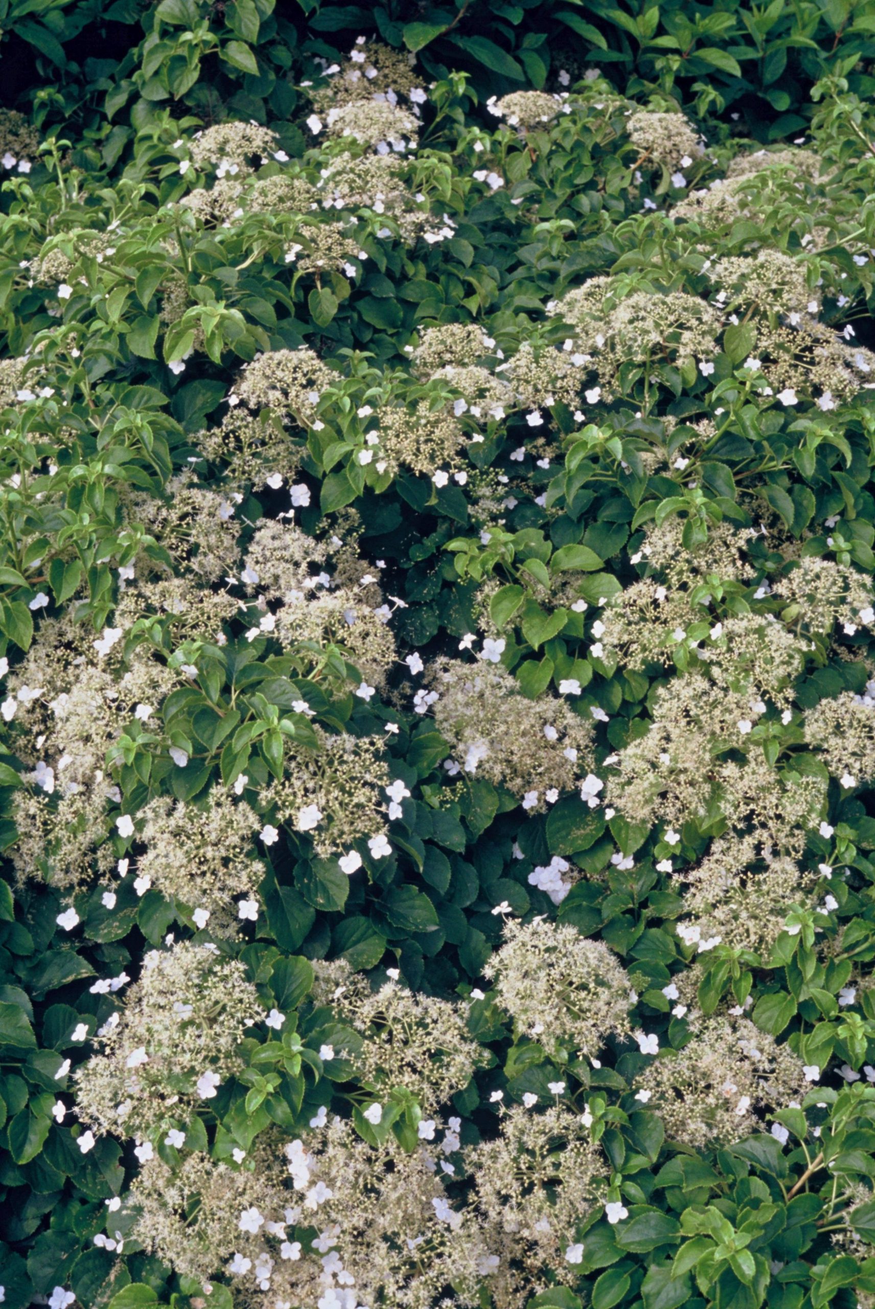 HYANOMAL Hydrangea anomala - Afbeelding 1