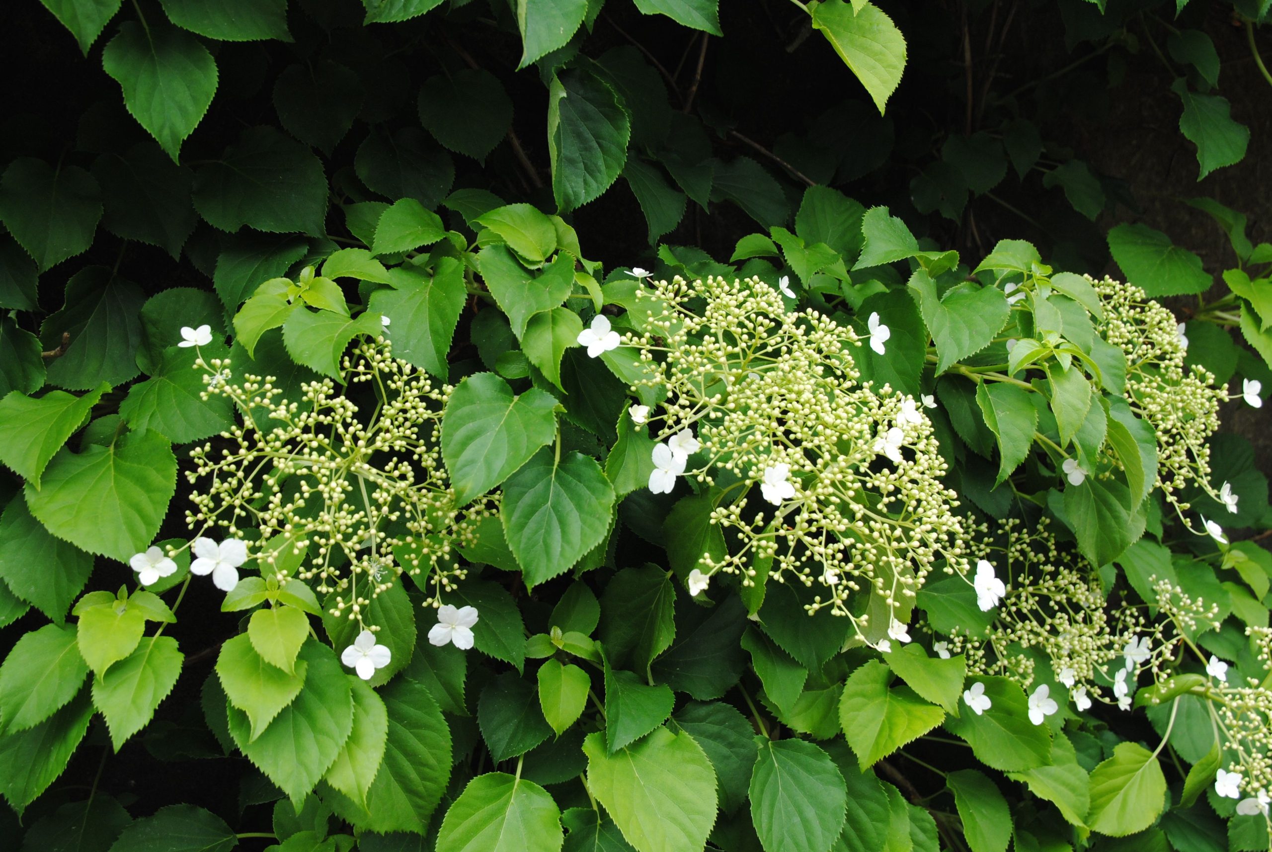 Green City & Landscape 2015 Hydrangea anomala petiolaris - Image 1