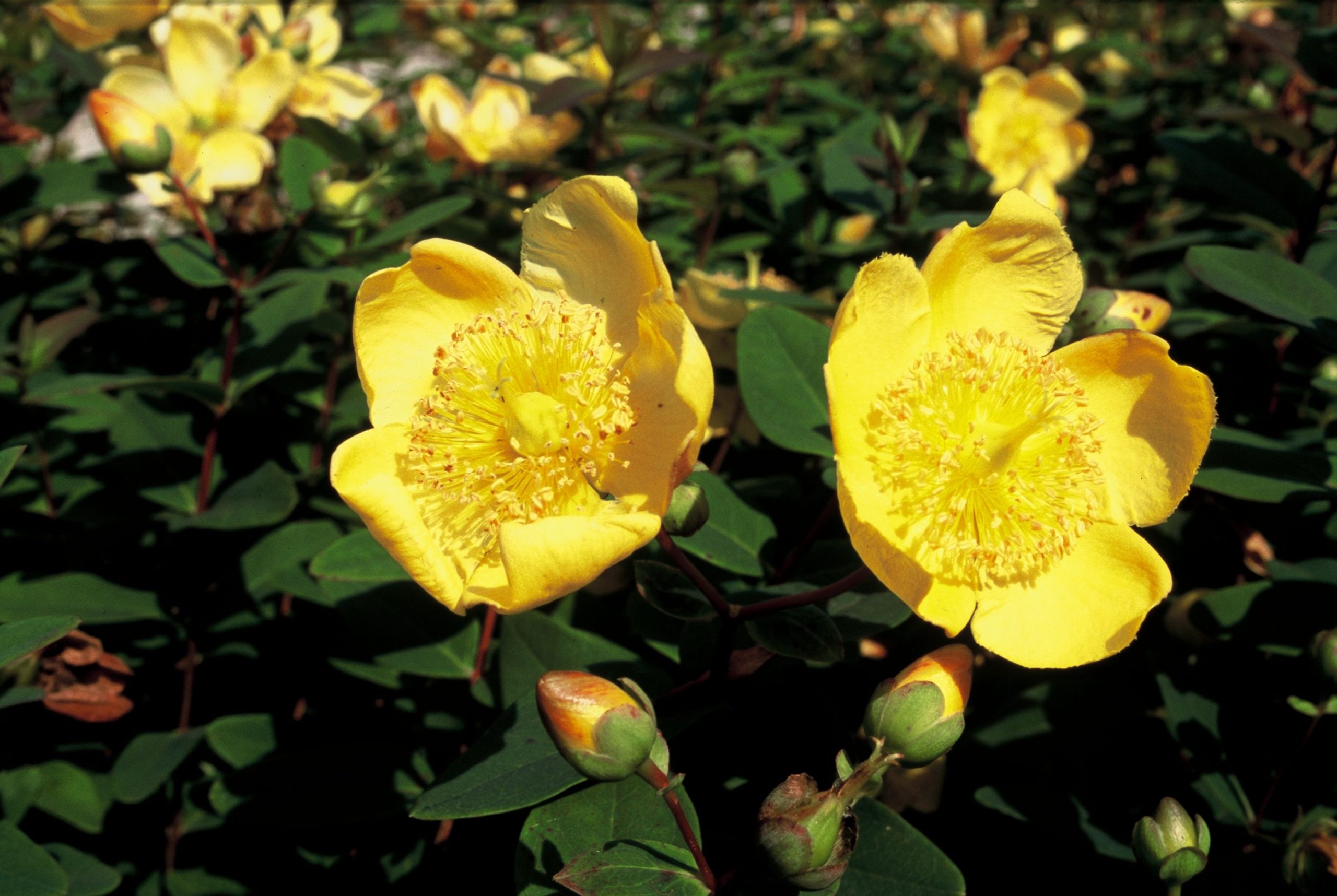 HYDPDUMM Hypericum dummeri 'Peter Dummer' – Bild 1