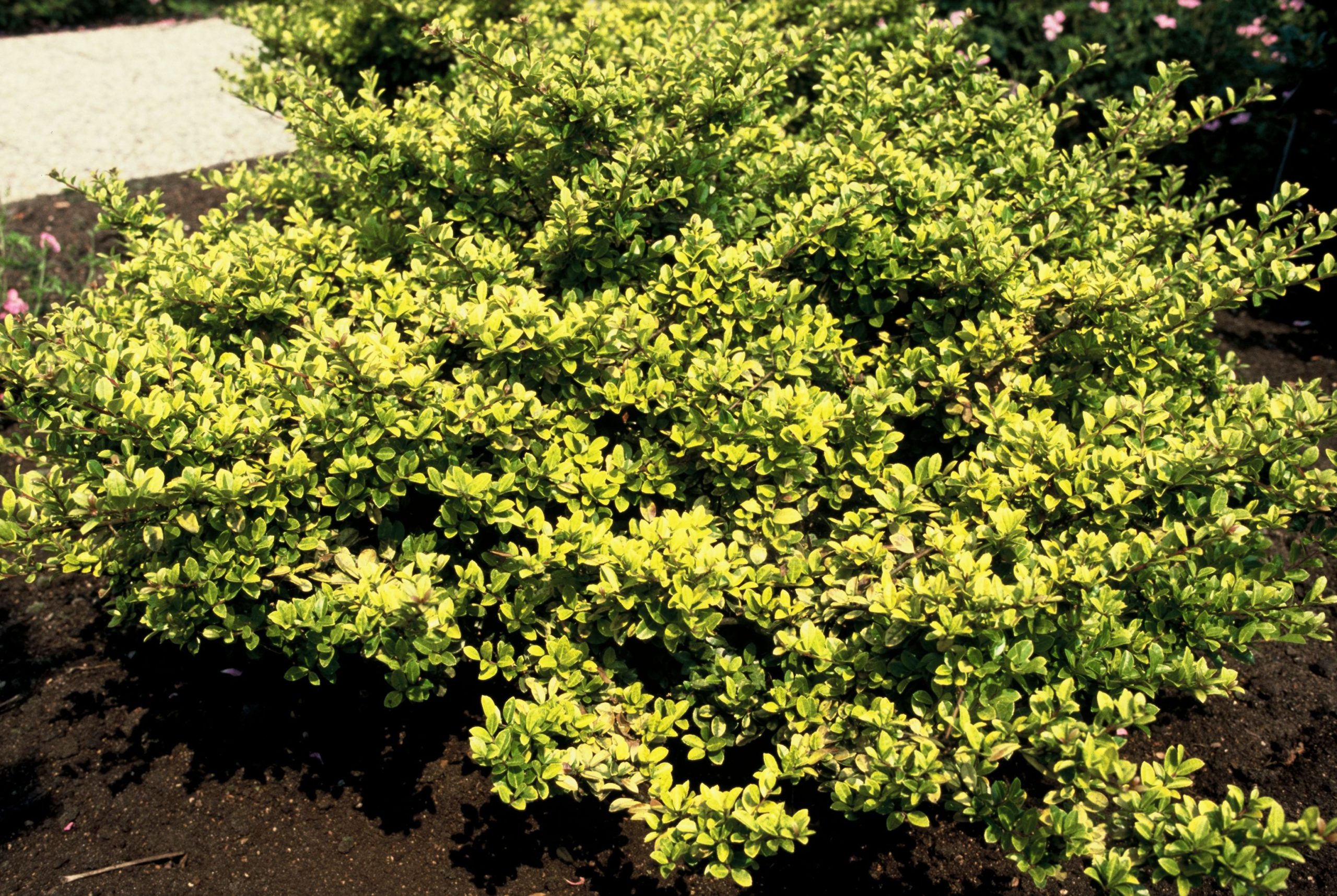 ILECGGEM Ilex crenata 'Golden Gem' - Afbeelding 1