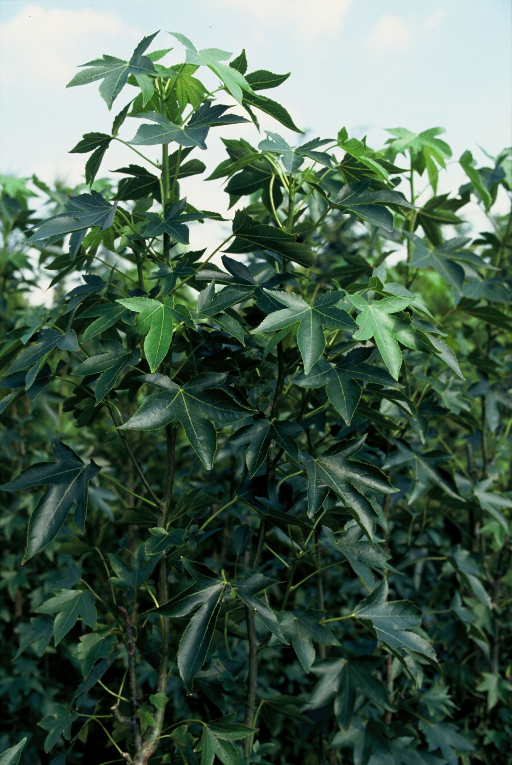 LISPAARL Liquidambar st. 'Paarl' - Image 1