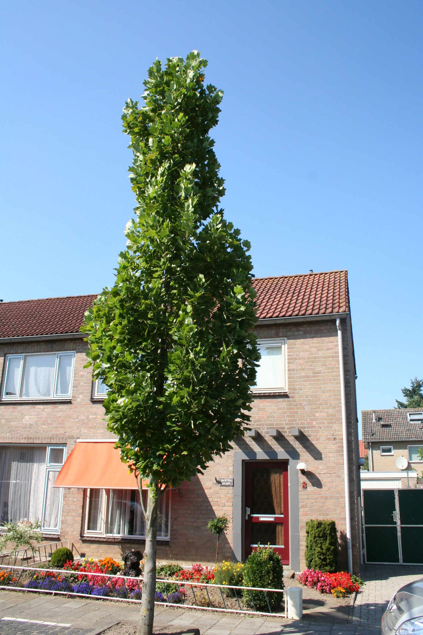 LITFASTI Liriodendron t. 'Fastigiatum' – Bild 1