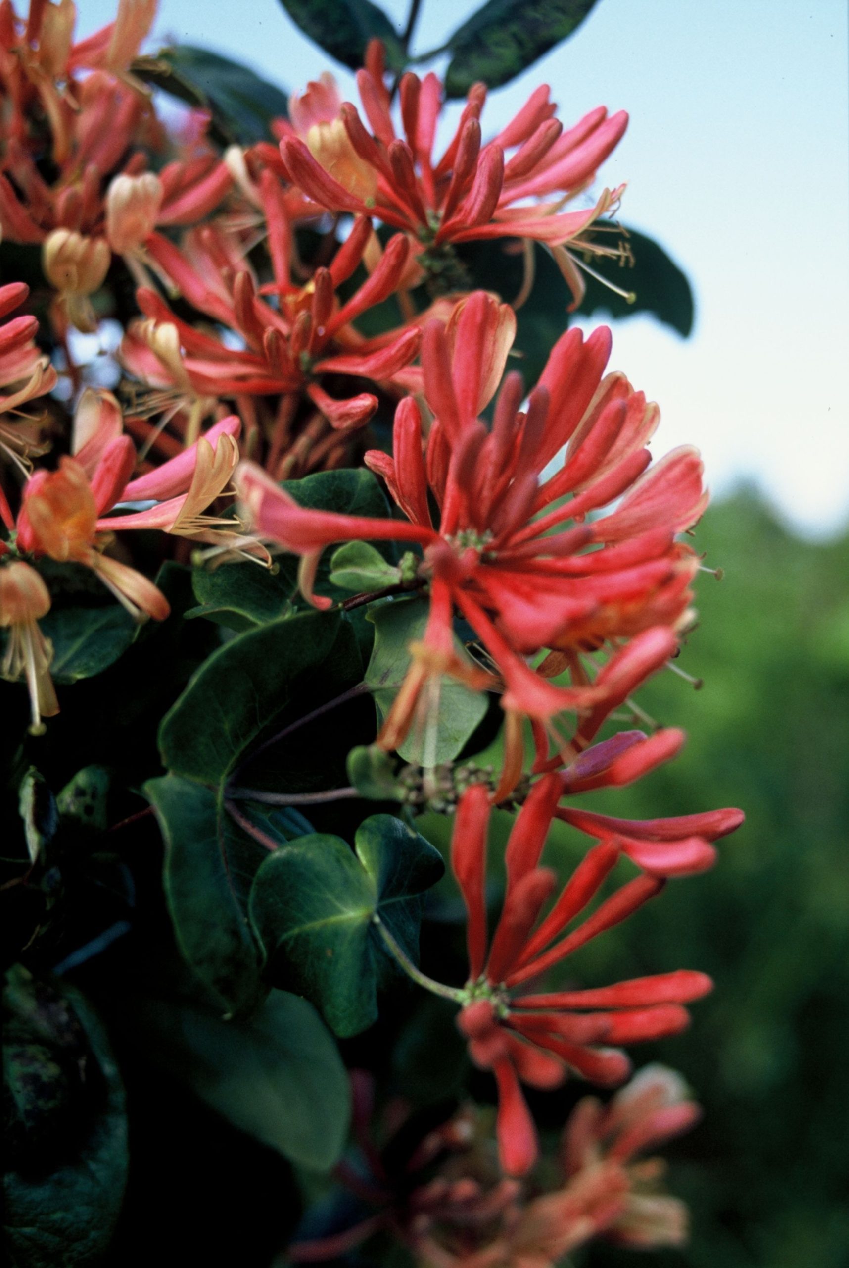 LOHGOLDF Lonicera heckr. 'Goldflame' - Afbeelding 1
