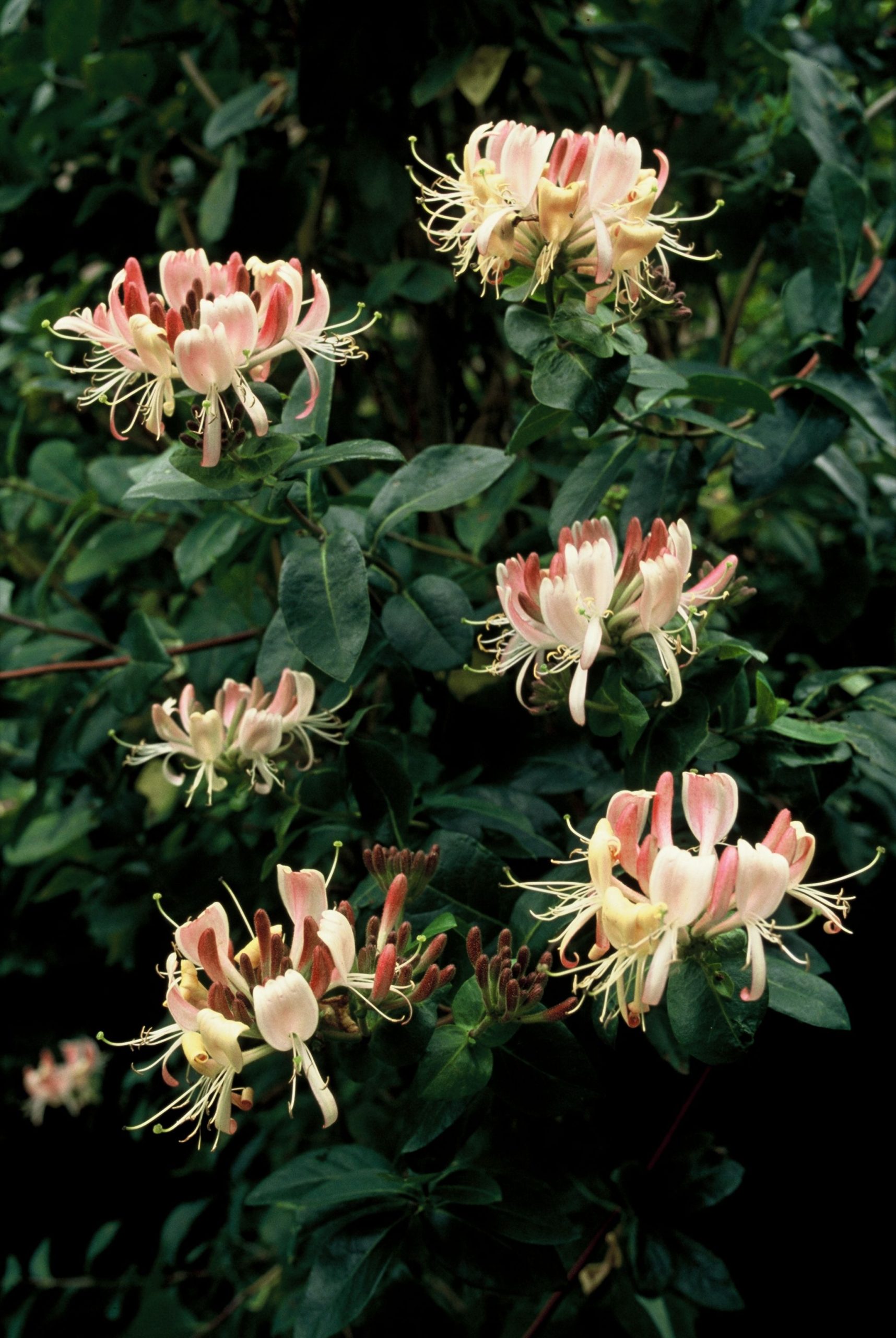 LOPBSELE Lonicera per. 'Belgica Select' – Image 1