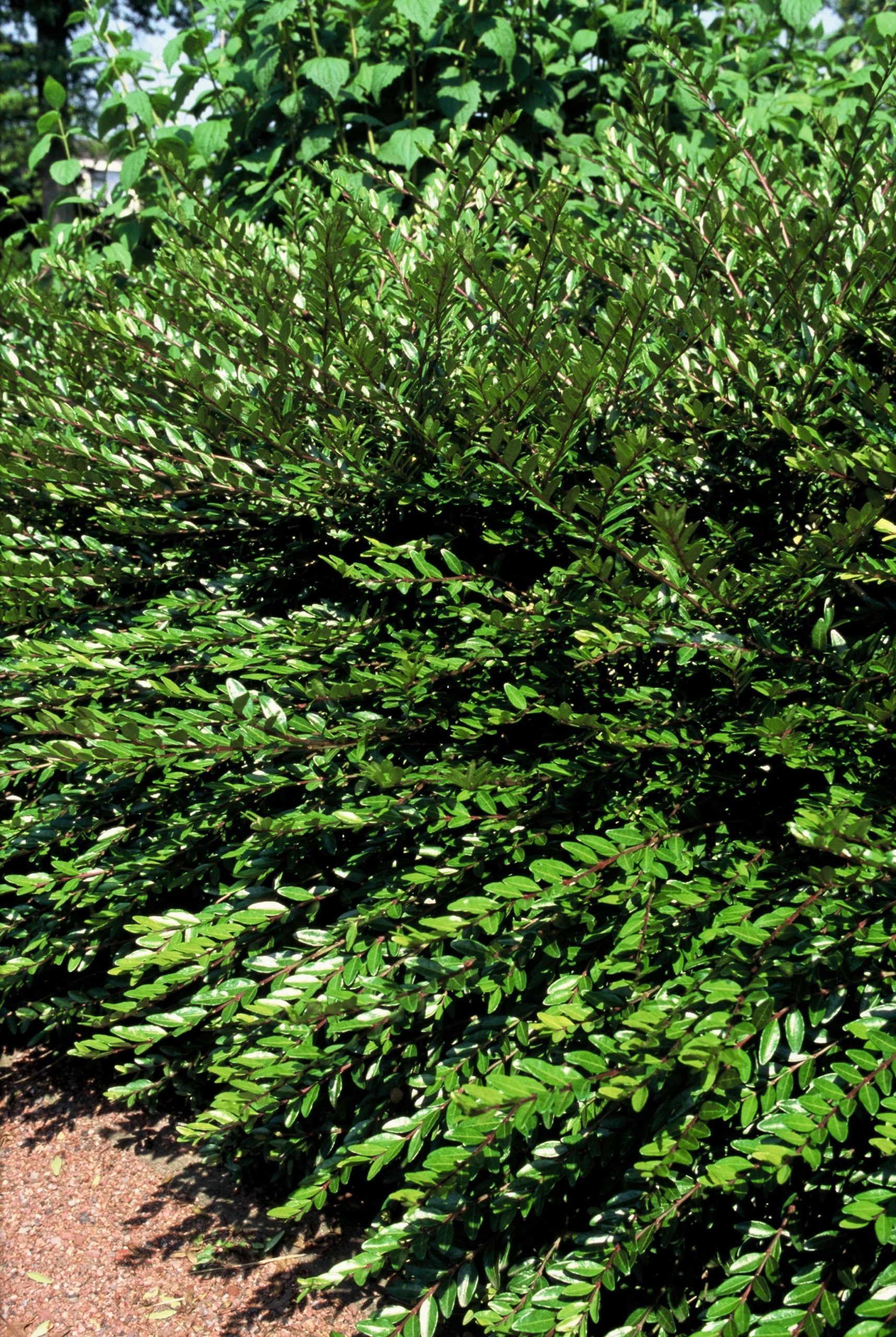 LOPILEAT Lonicera pileata - Image 1