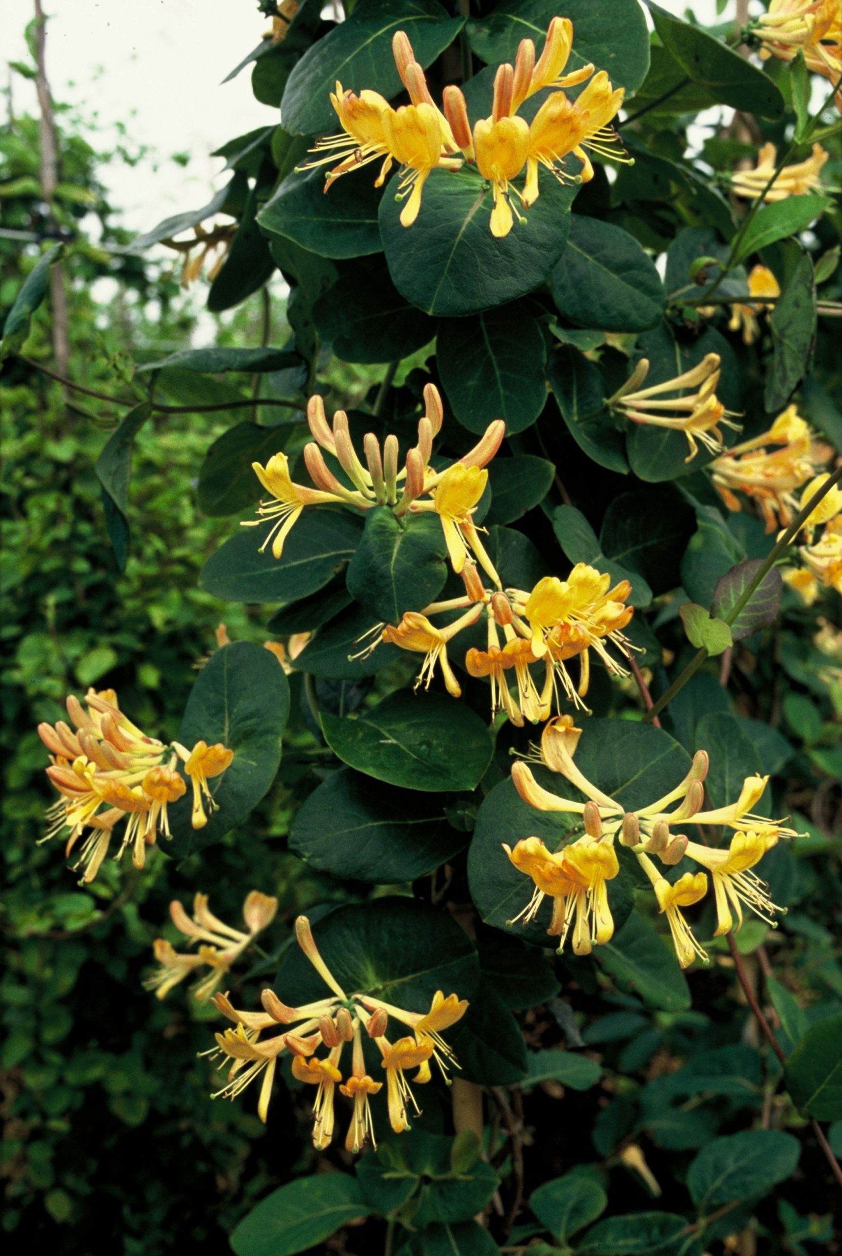 LOTELLMA Lonicera tellmanniana – Image 1