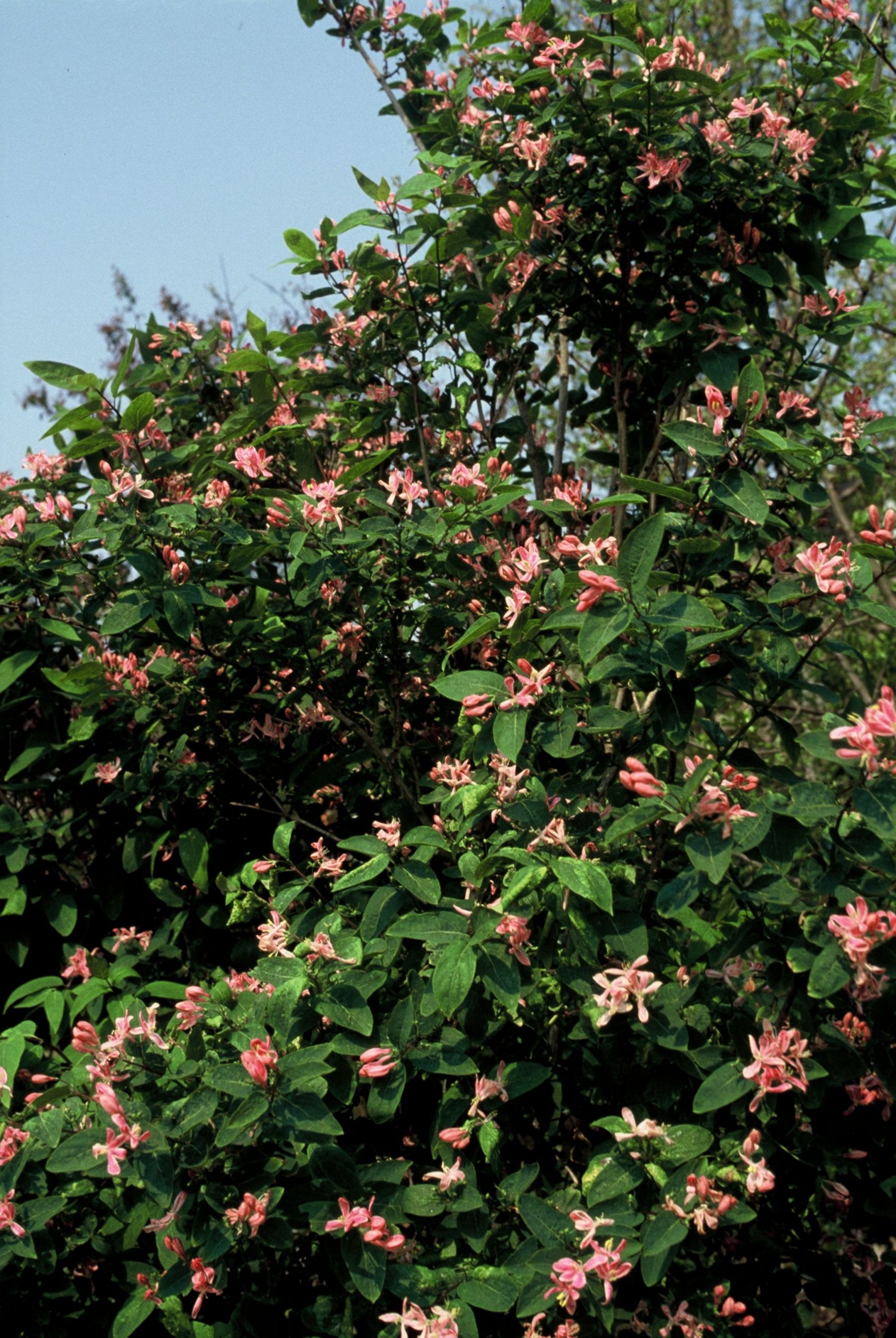 LOTROSEA Lonicera tatar. 'Rosea' - Afbeelding 1