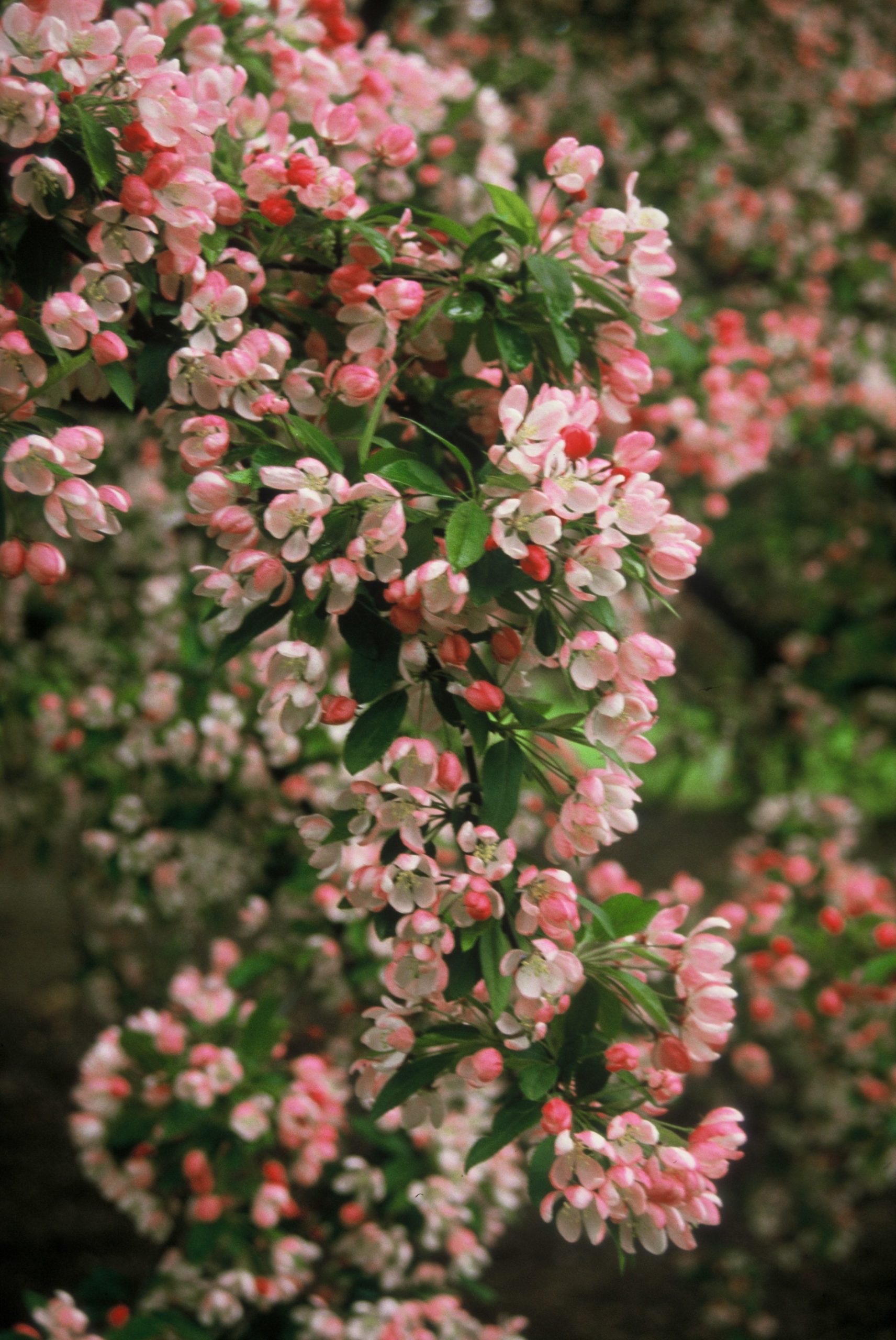 MAFLORIB Malus floribunda - Image 1