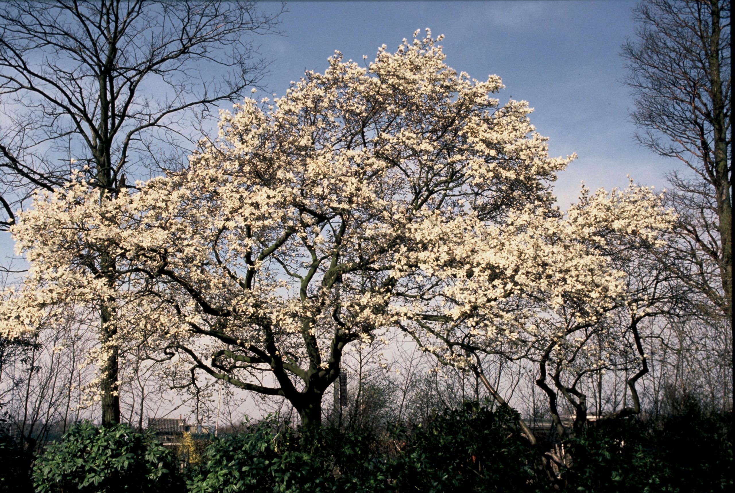 MAKOBUS Magnolia kobus - Image 1