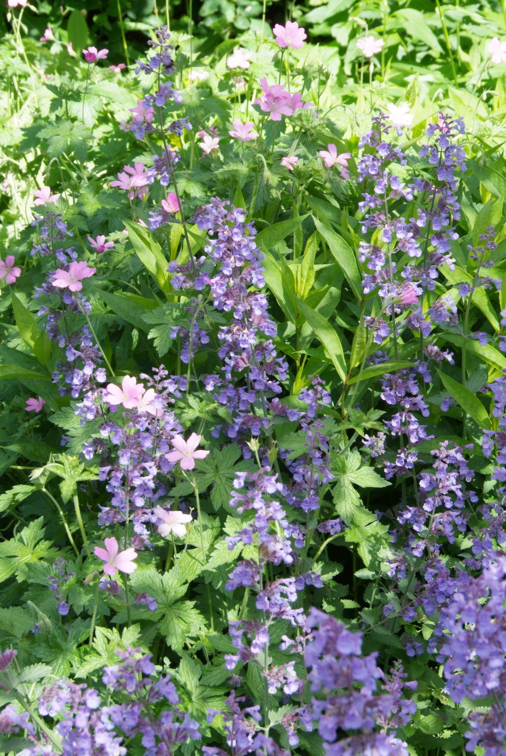 NESHGIAN Nepeta 'Six Hills Giant' - Afbeelding 1