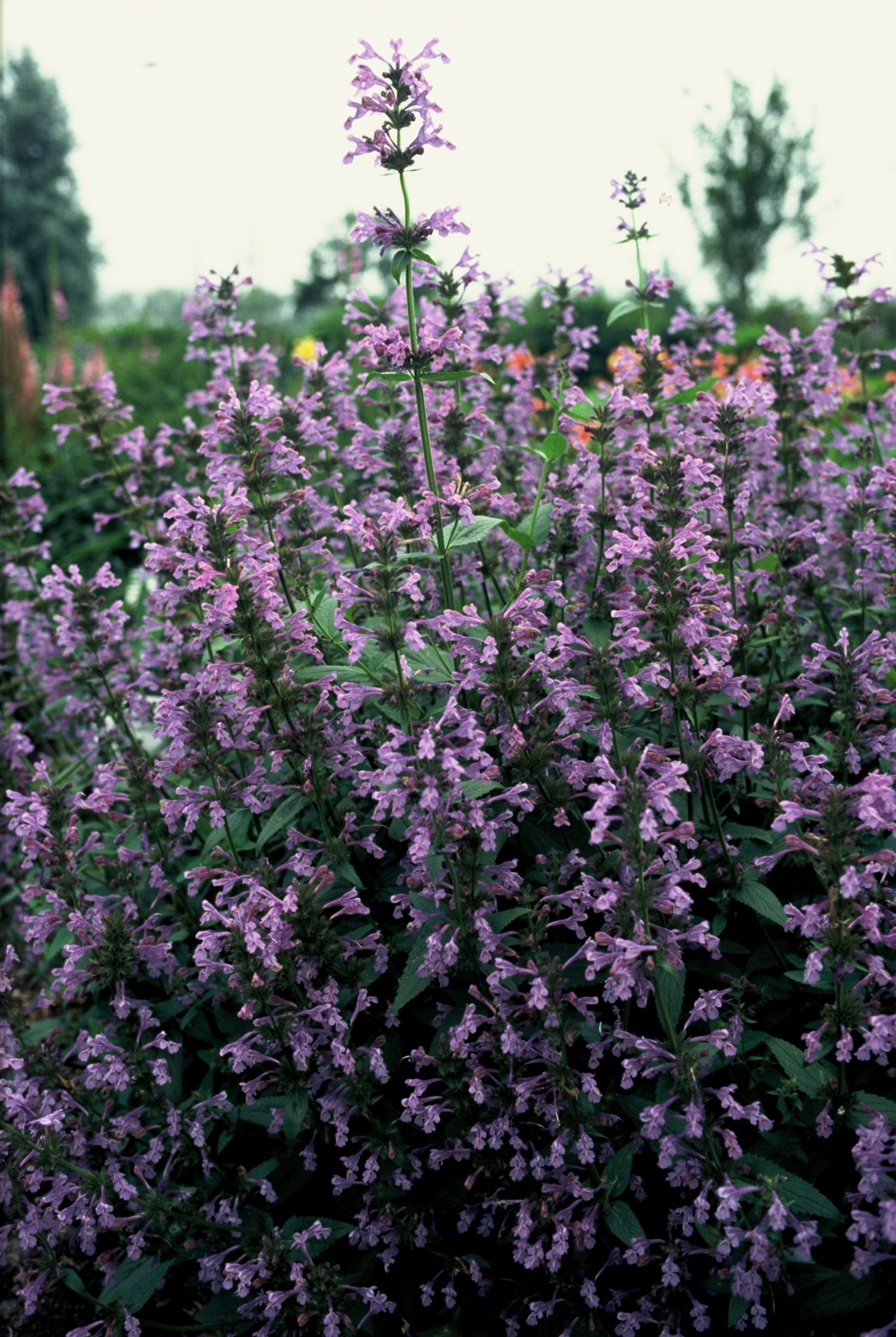 NESIBIRI Nepeta sibirica - Image 1