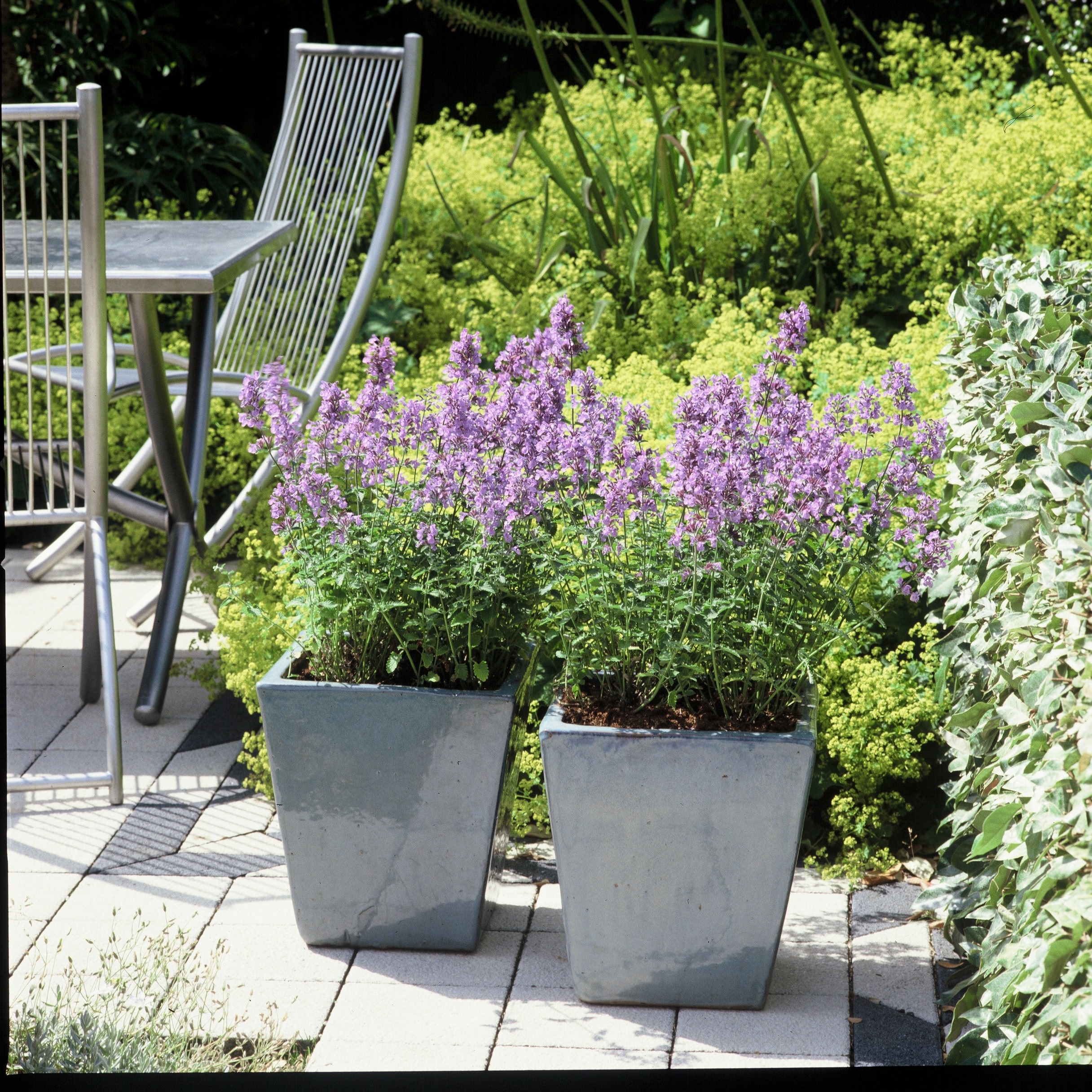NEWLOW Nepeta 'Walker's Low' - Image 1