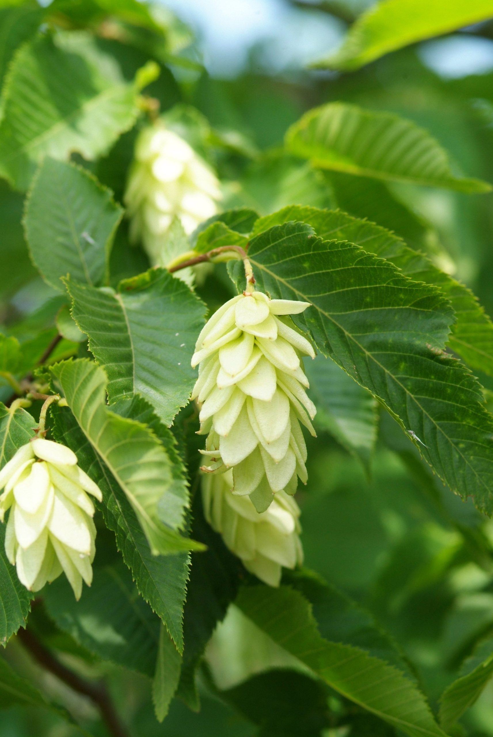 OSCARPIN Ostrya carpinifolia – Bild 1