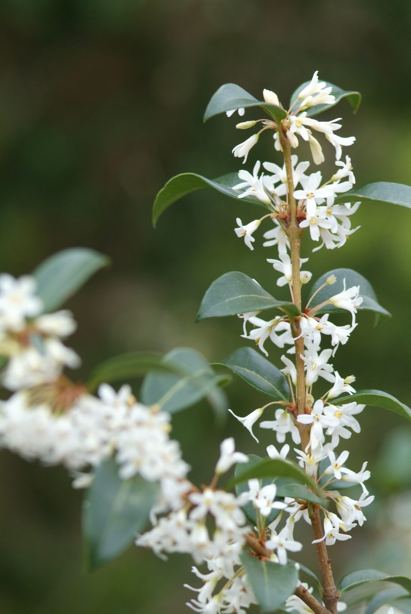 OSDELAVA Osmanthus delavayi - Afbeelding 1