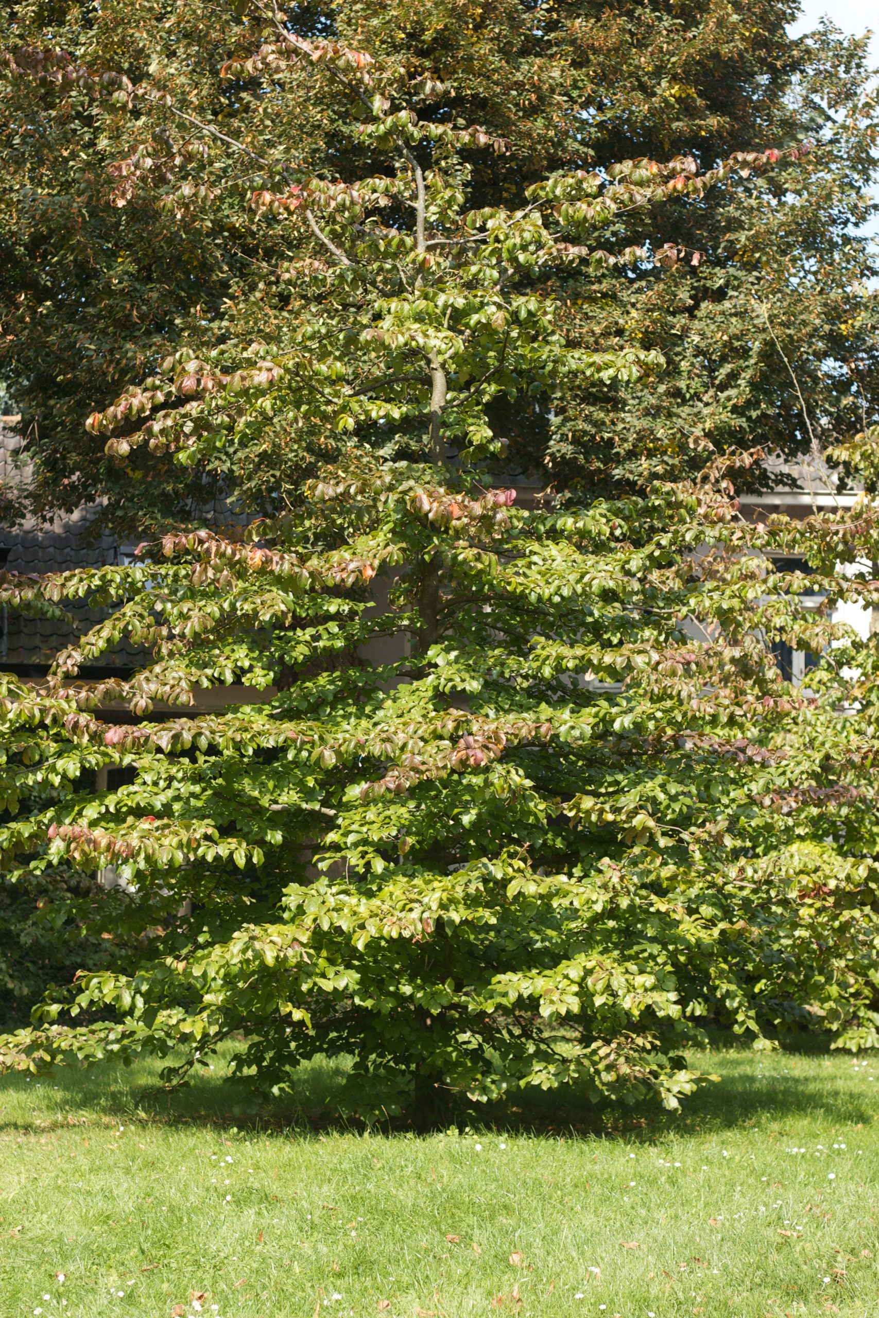 Parrotia persica Parrotia persica – Bild 1