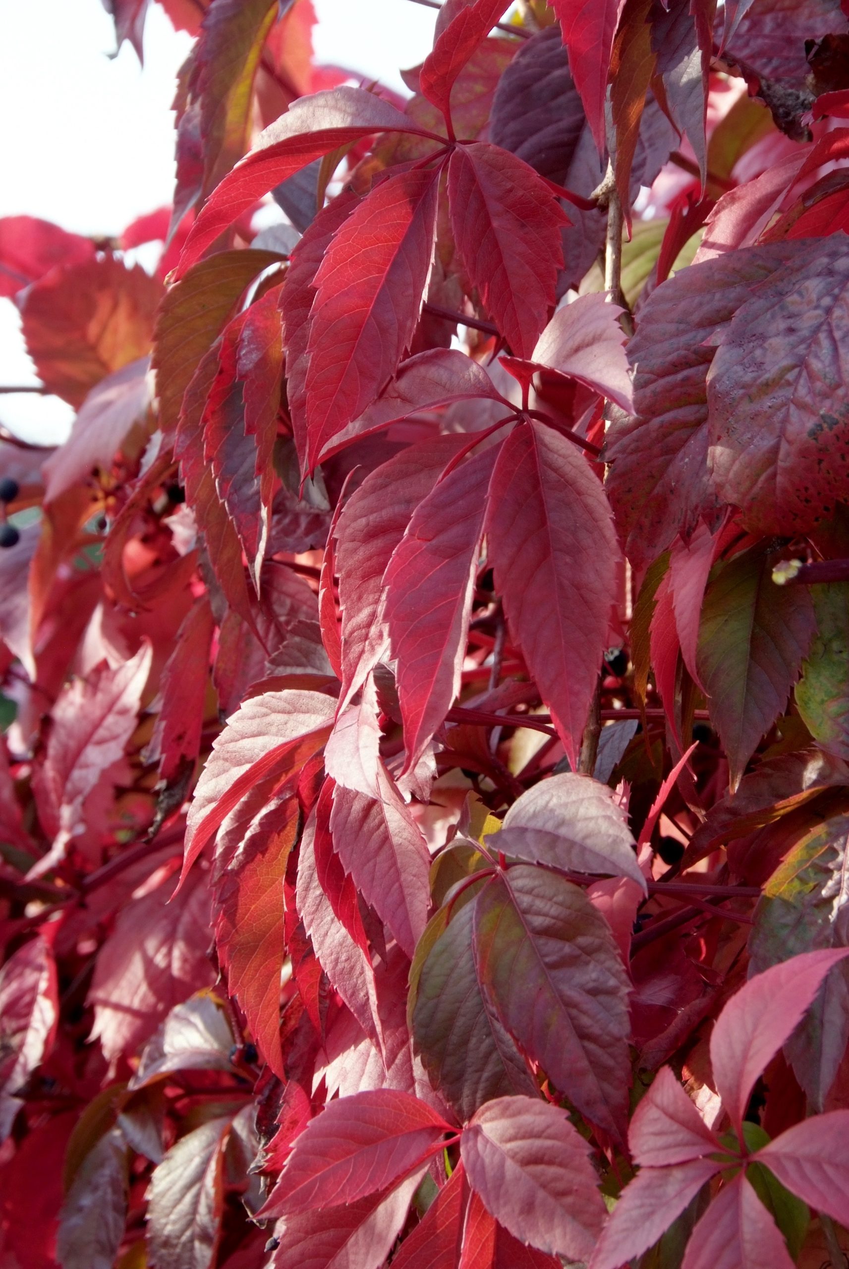 Parthenocissus quinquefolia Parthenocissus quinquefolia – Bild 1