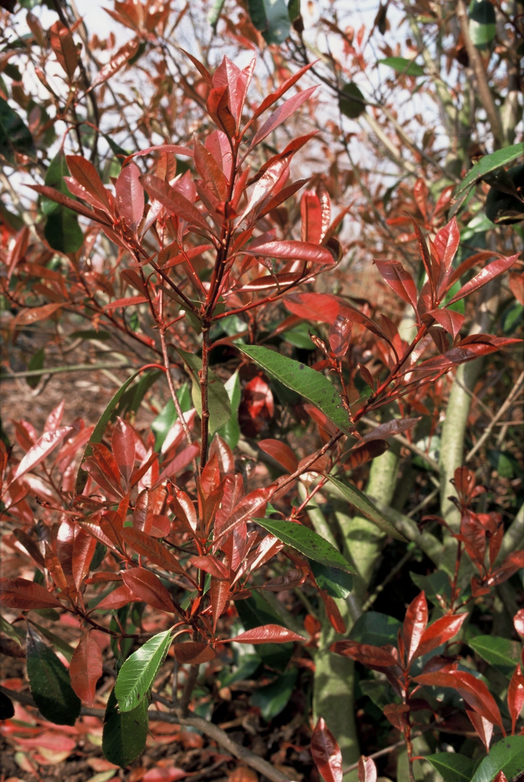 PHFRROBI Photinia fraseri 'Red Robin' - Image 1