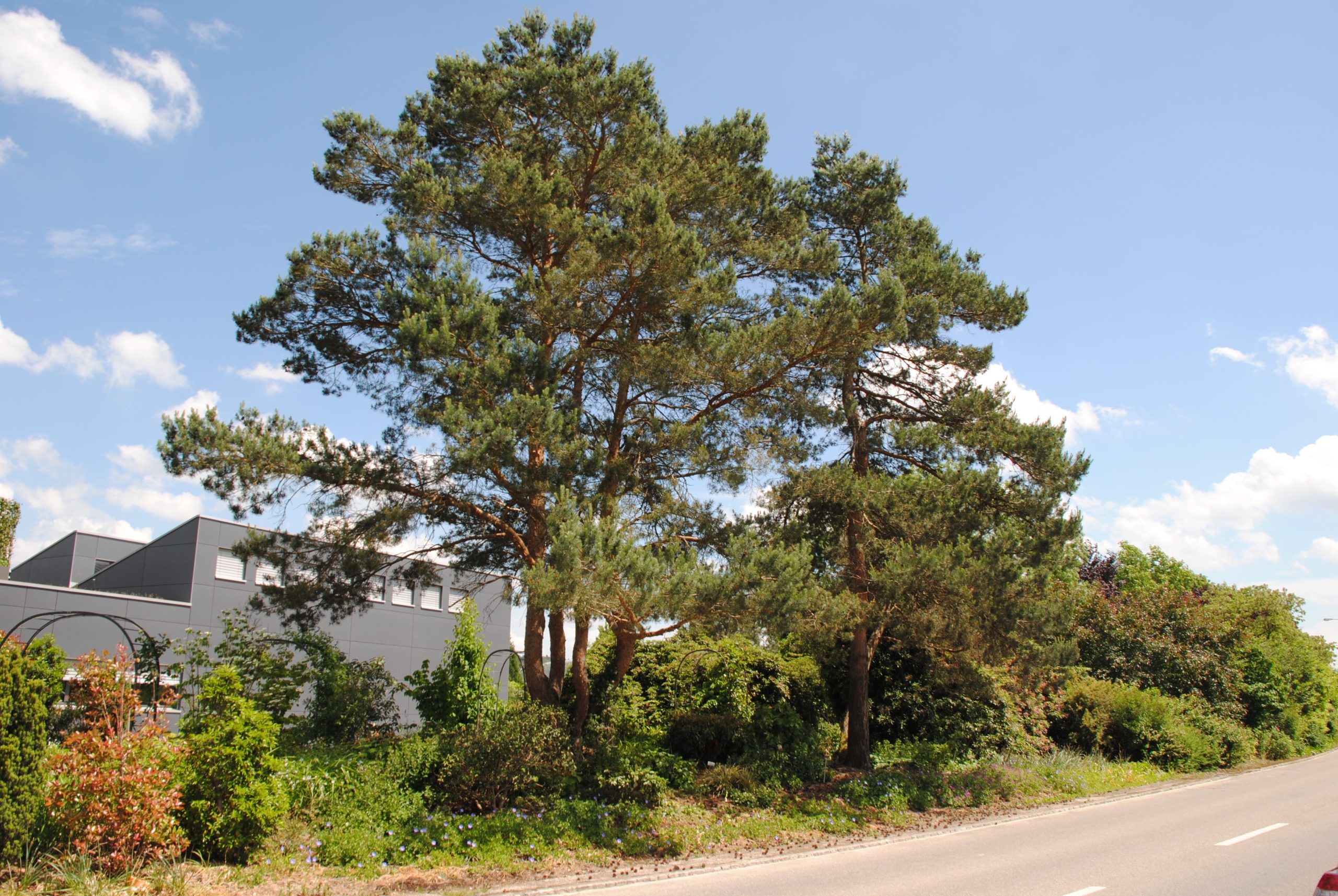 Green City & Landscape 2015 Pinus sylvestris - Afbeelding 1