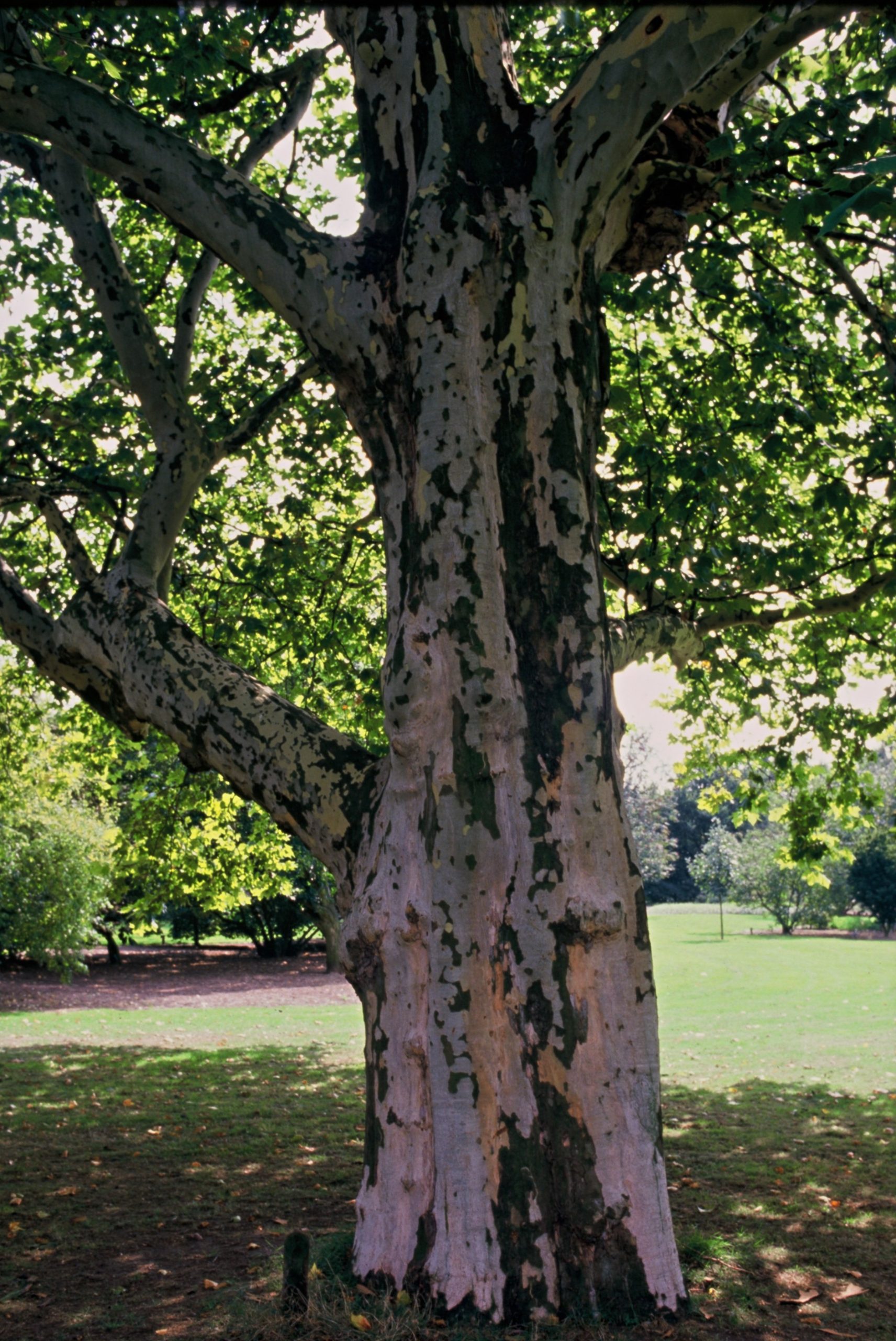 PLHISPAN Platanus hispanica – Image 1