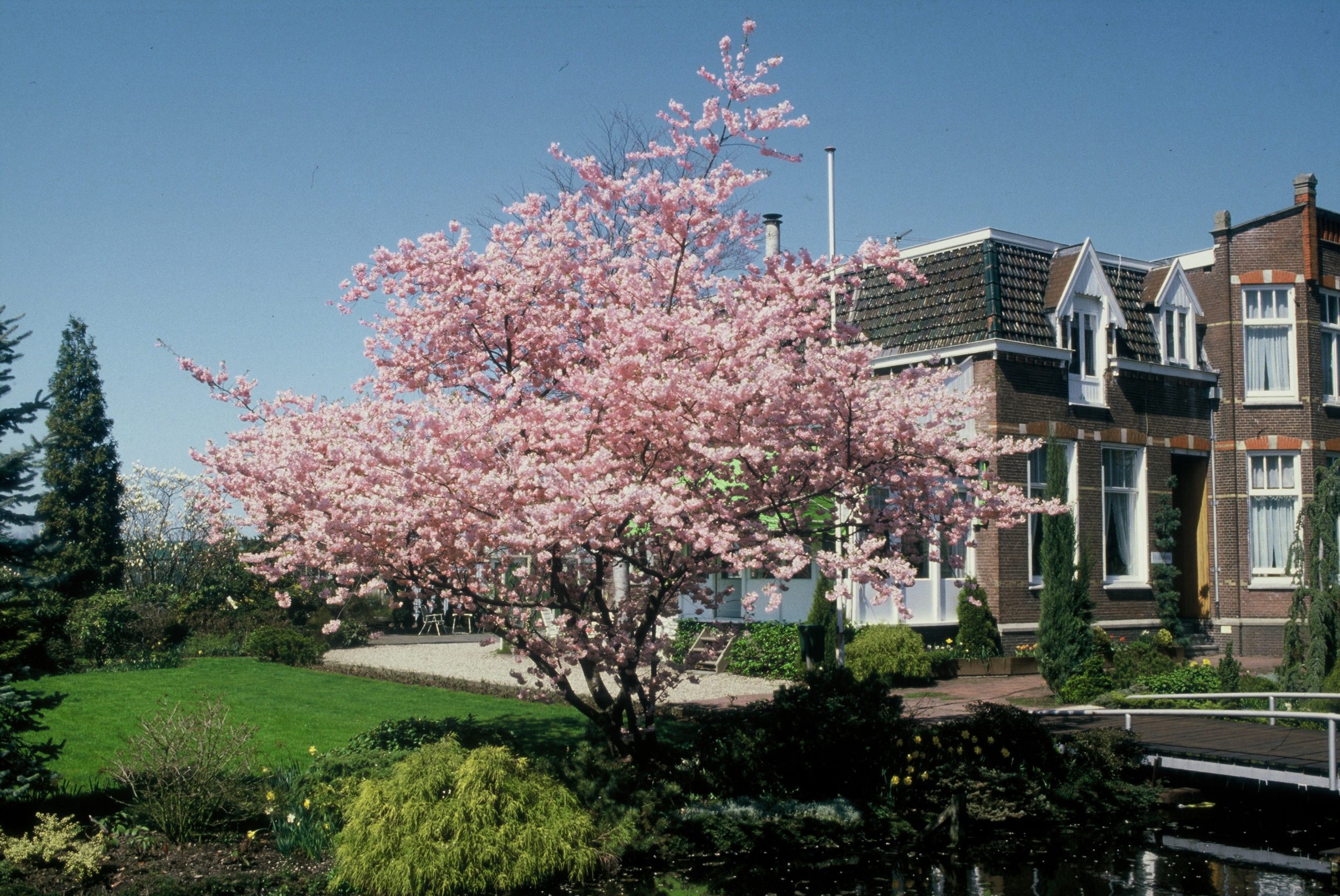 PRACCOLA Prunus 'Accolade' – Image 1