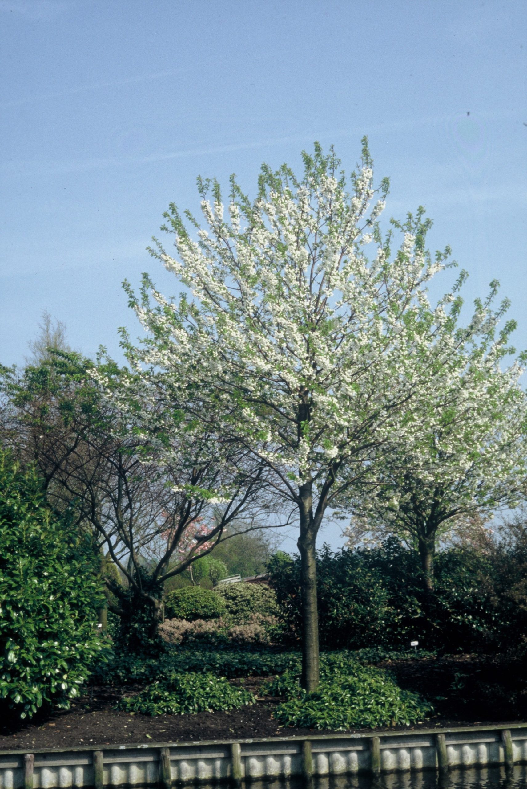 PRAPLENA Prunus avium 'Plena' – Bild 1