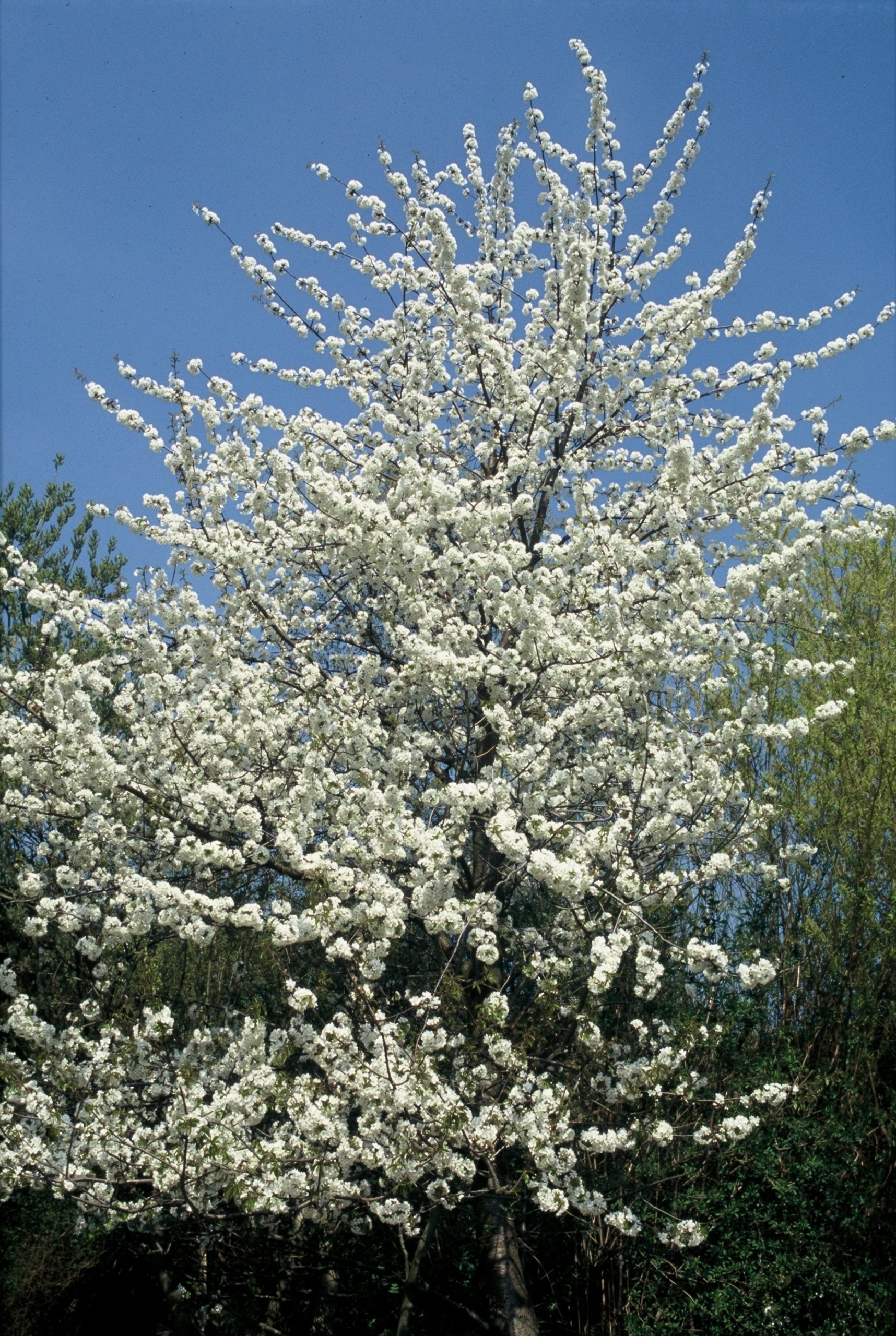 PRAVIUM Prunus avium – Bild 1