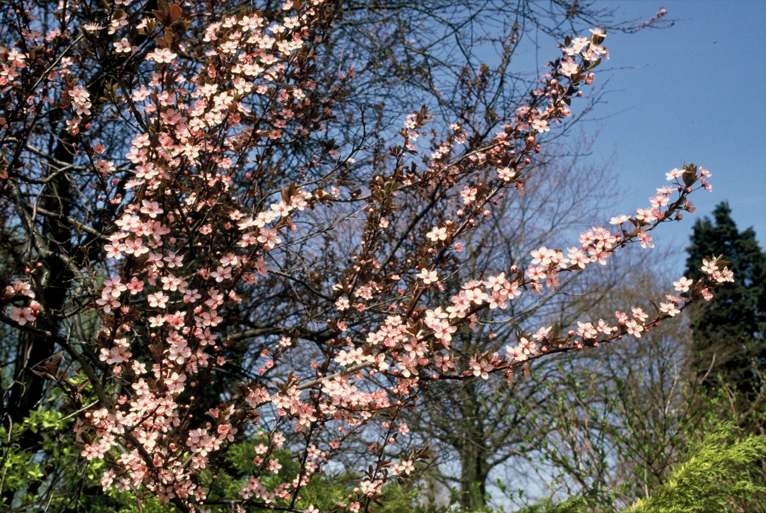 PRCNIGRA Prunus cer. 'Nigra' - Image 1