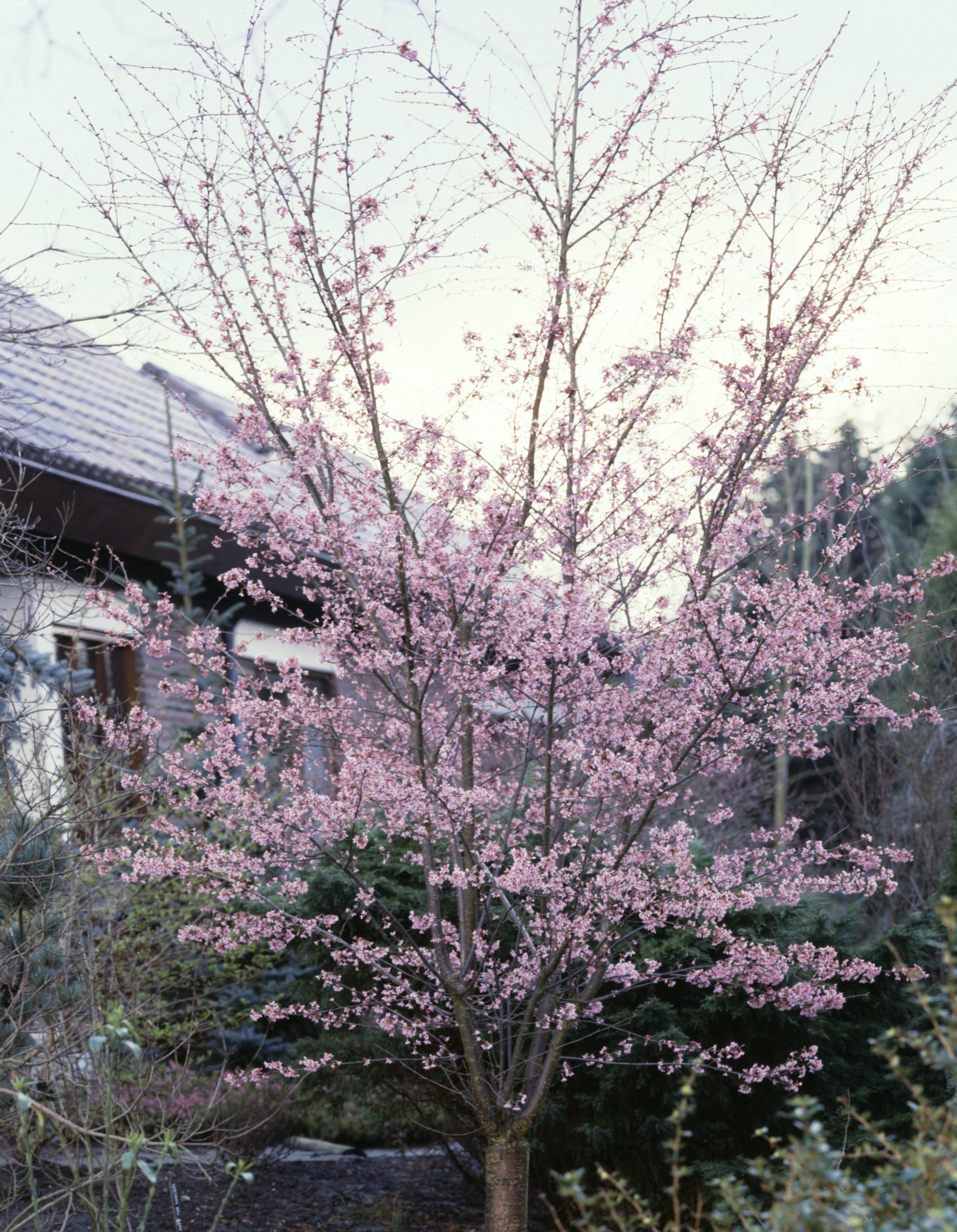 PRSAROSE Prunus subh. 'Autumnalis Rosea' – Bild 1
