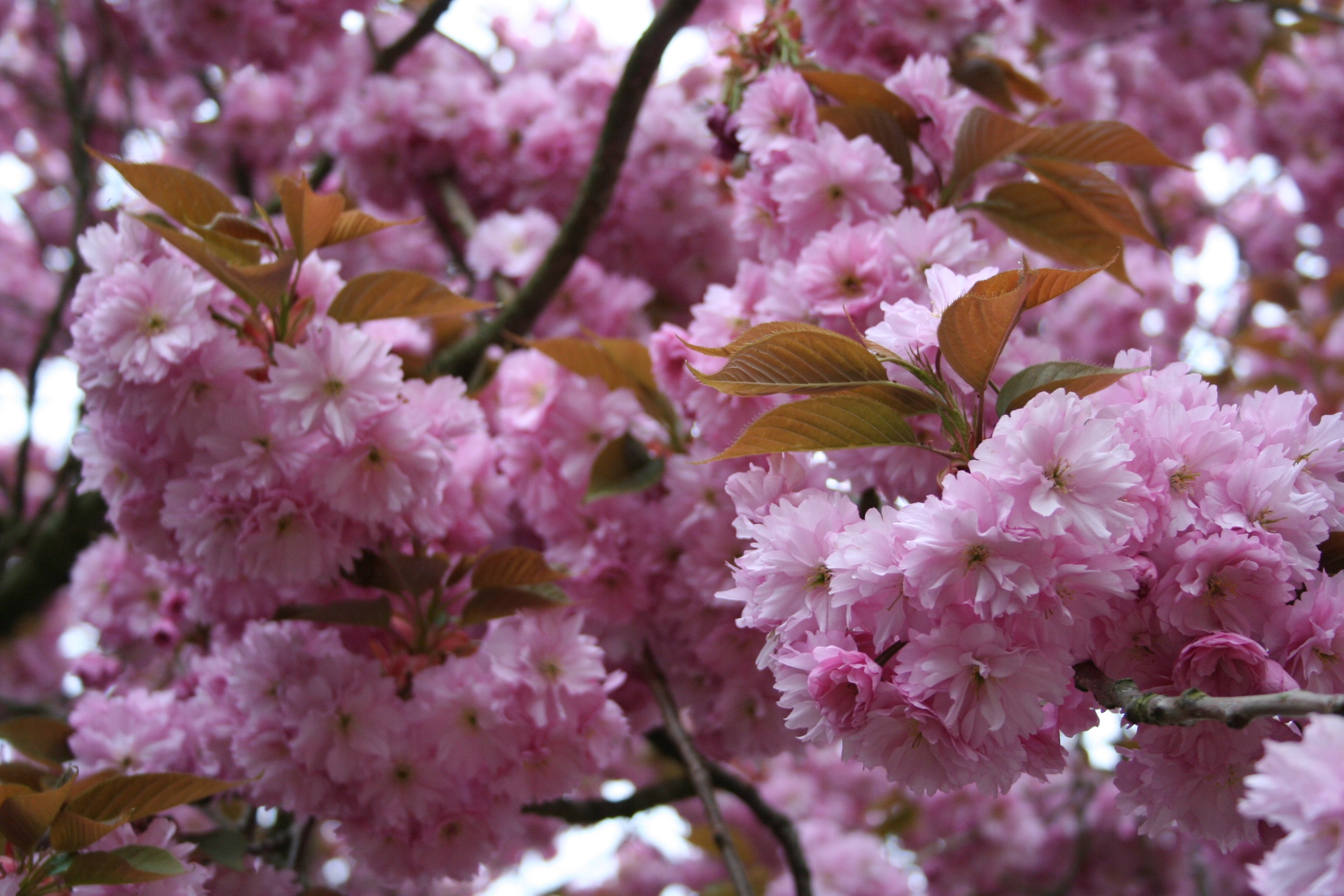 PRSKANZA Prunus serr. 'Kanzan' - Image 1