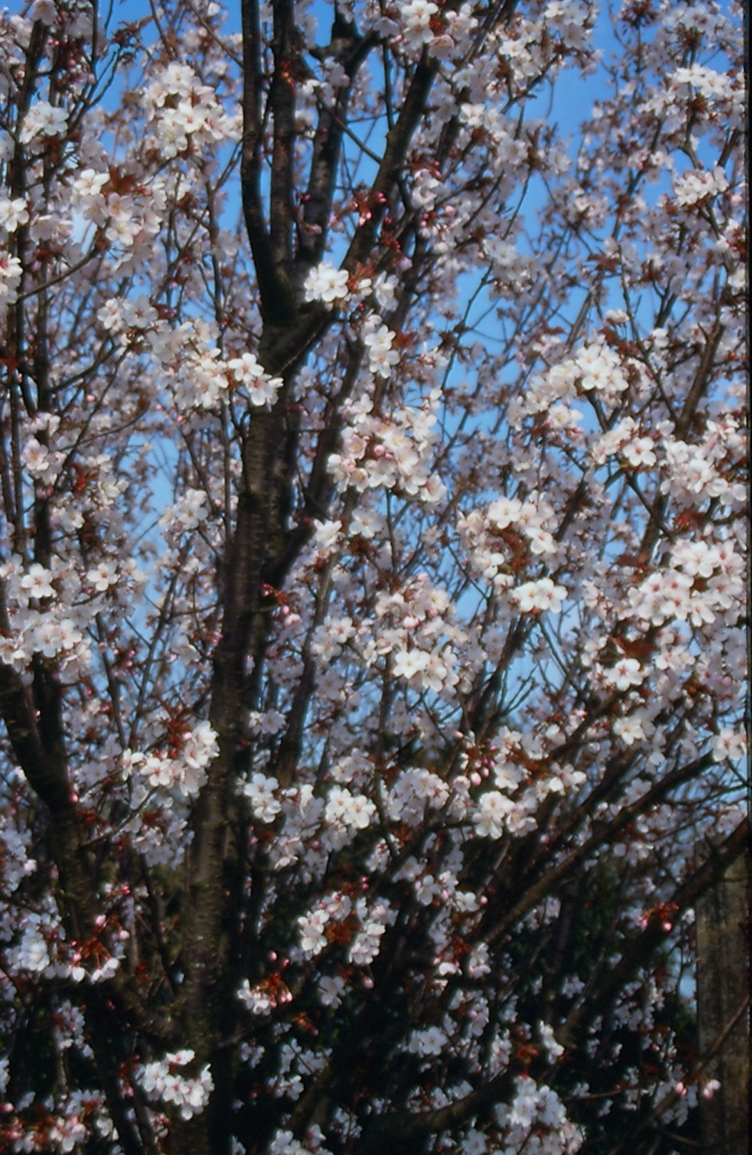 PRSPIRE Prunus 'Spire' - Image 1