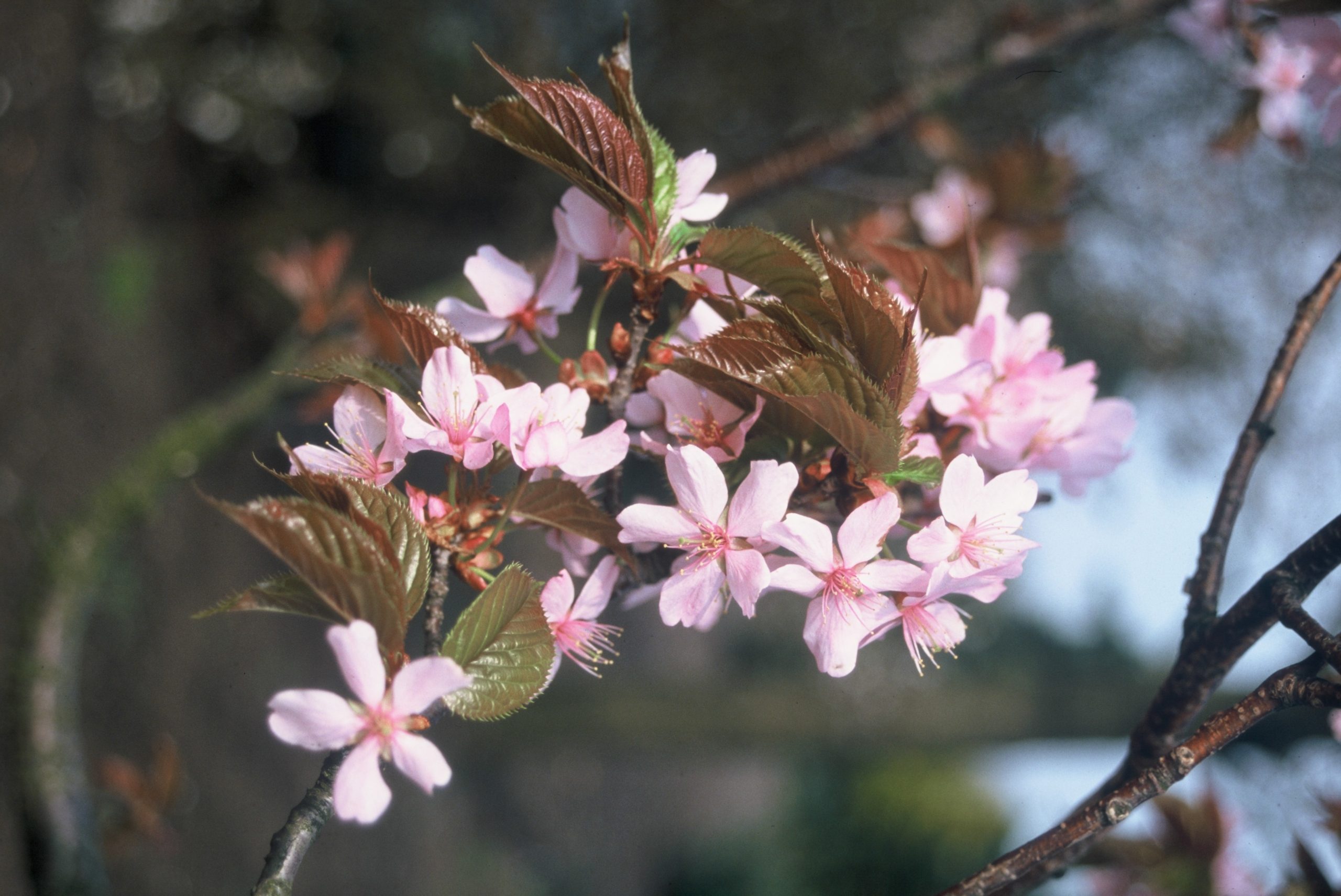 PRSRANCH Prunus sargentii 'Rancho' - Image 1