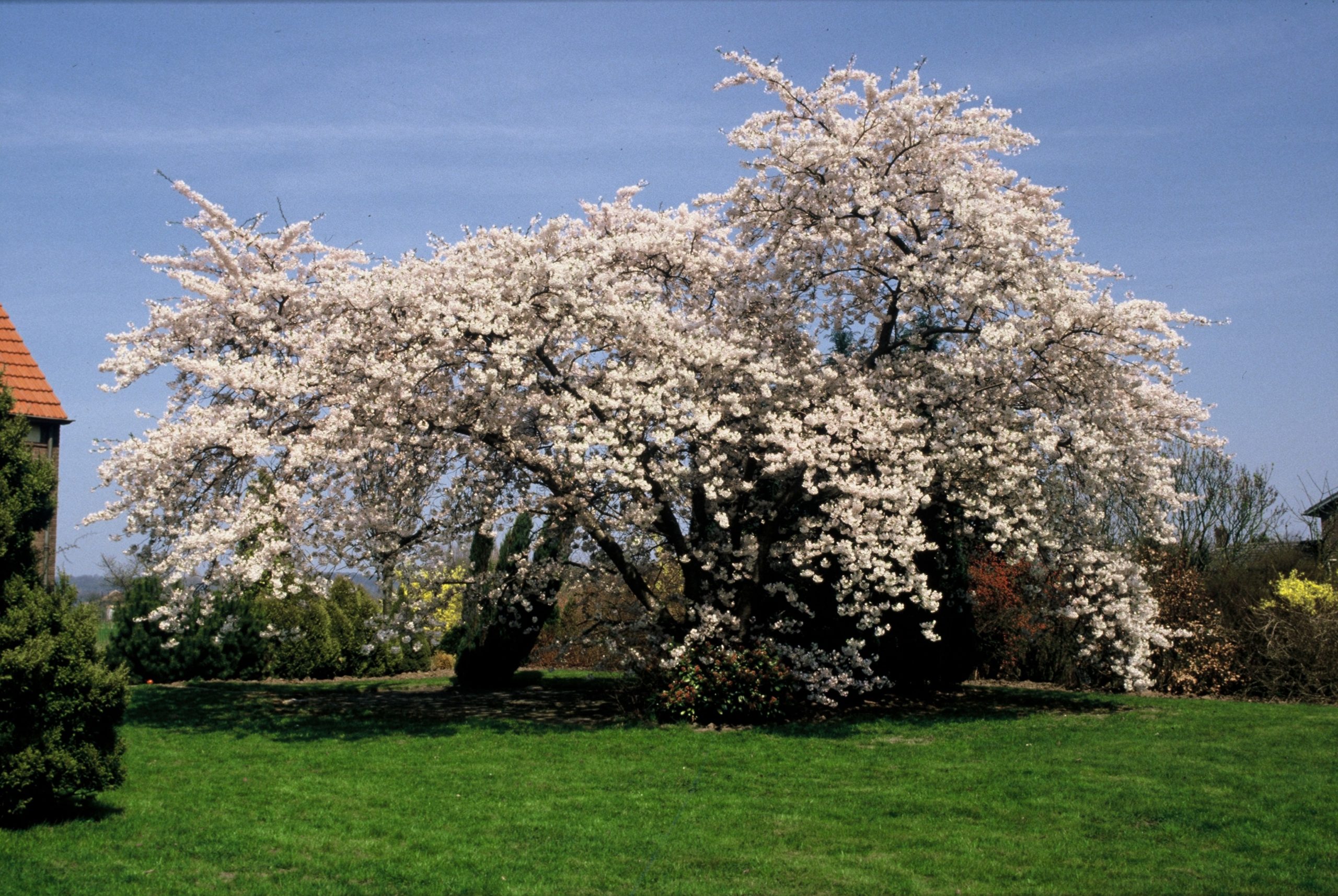 PRYEDOEN Prunus yedoensis – Bild 1