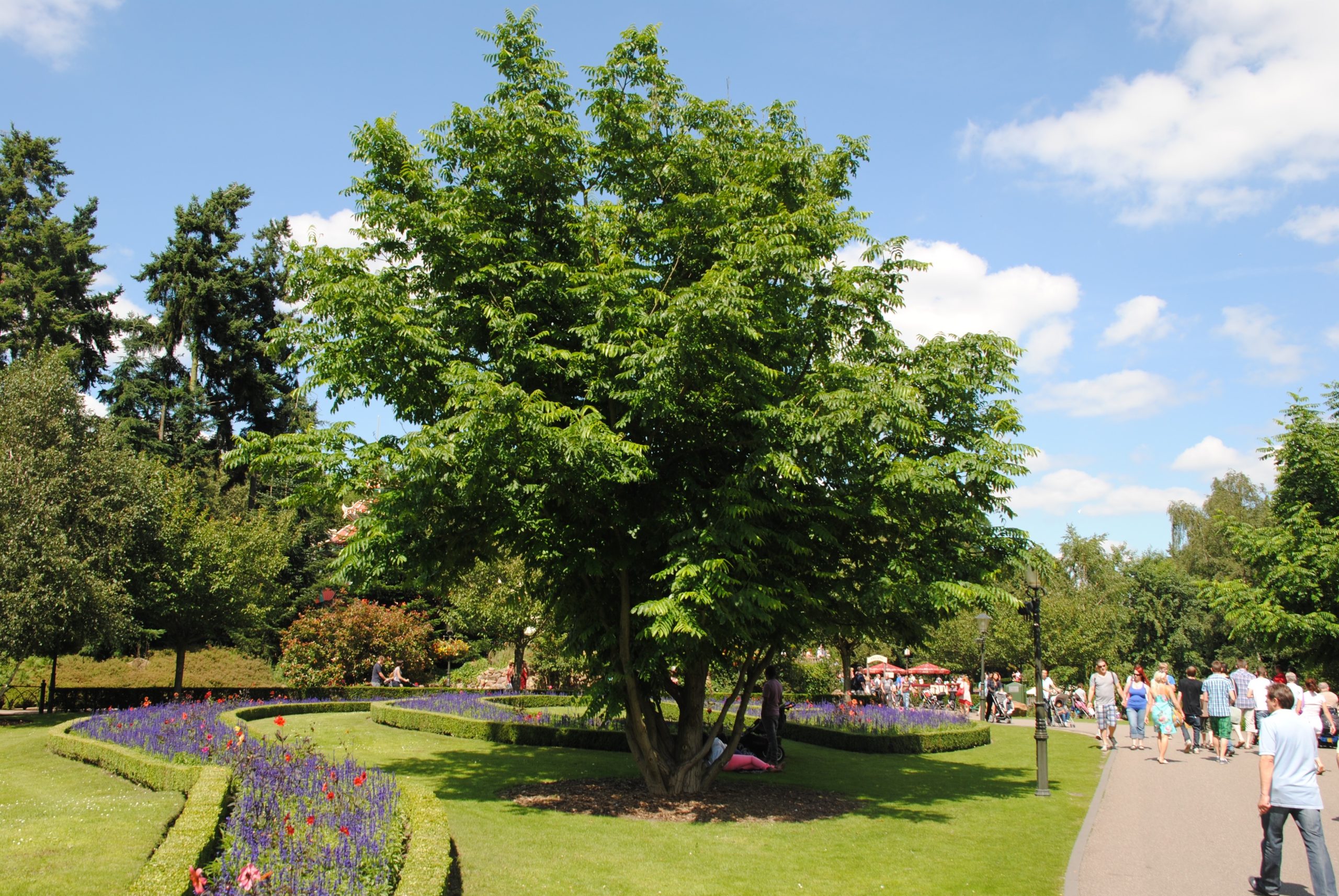 Green City & Landscape 2015 Pterocarya fraxinifolia - Afbeelding 1
