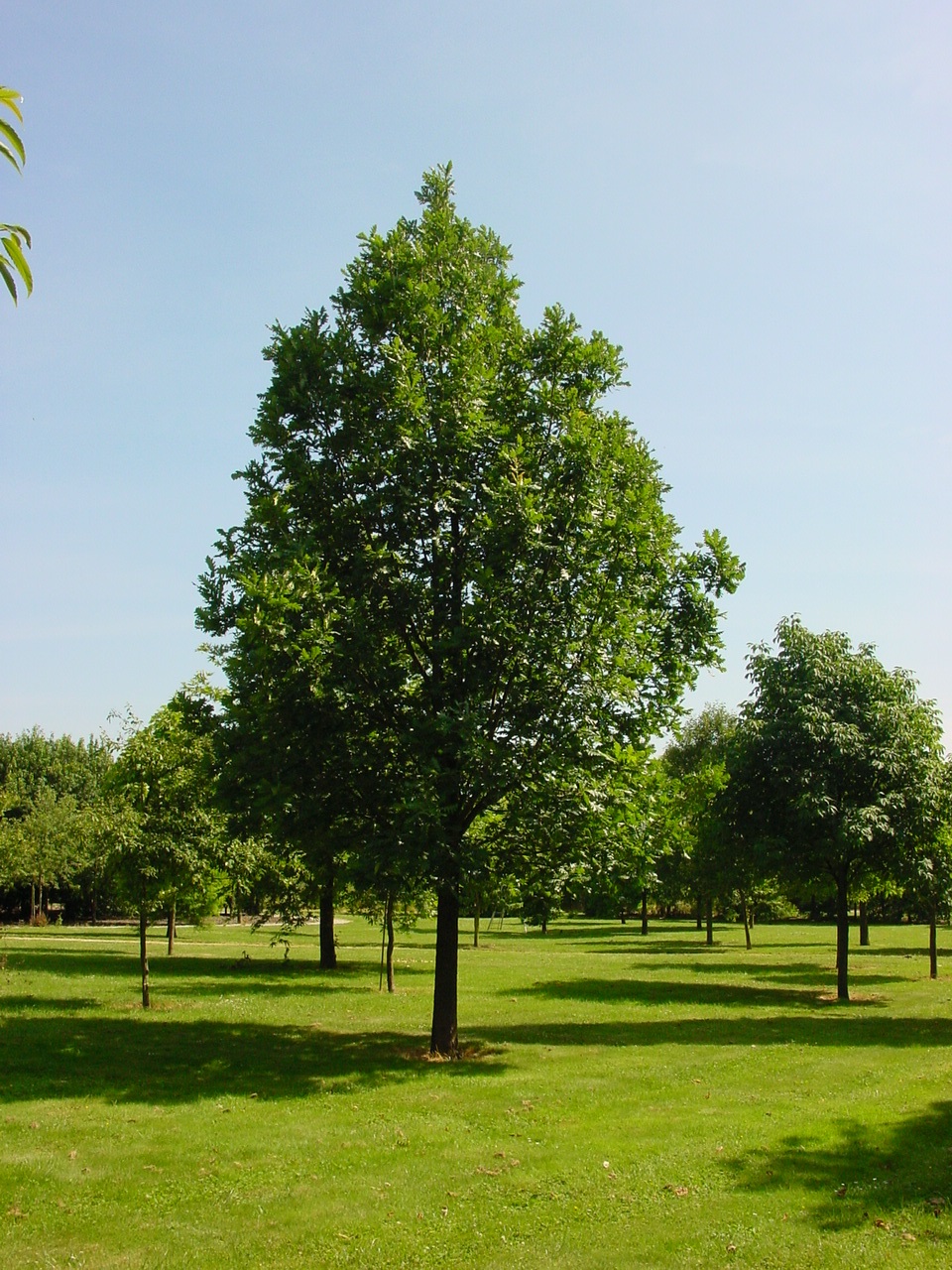QUFRAINE Quercus frainetto – Bild 1