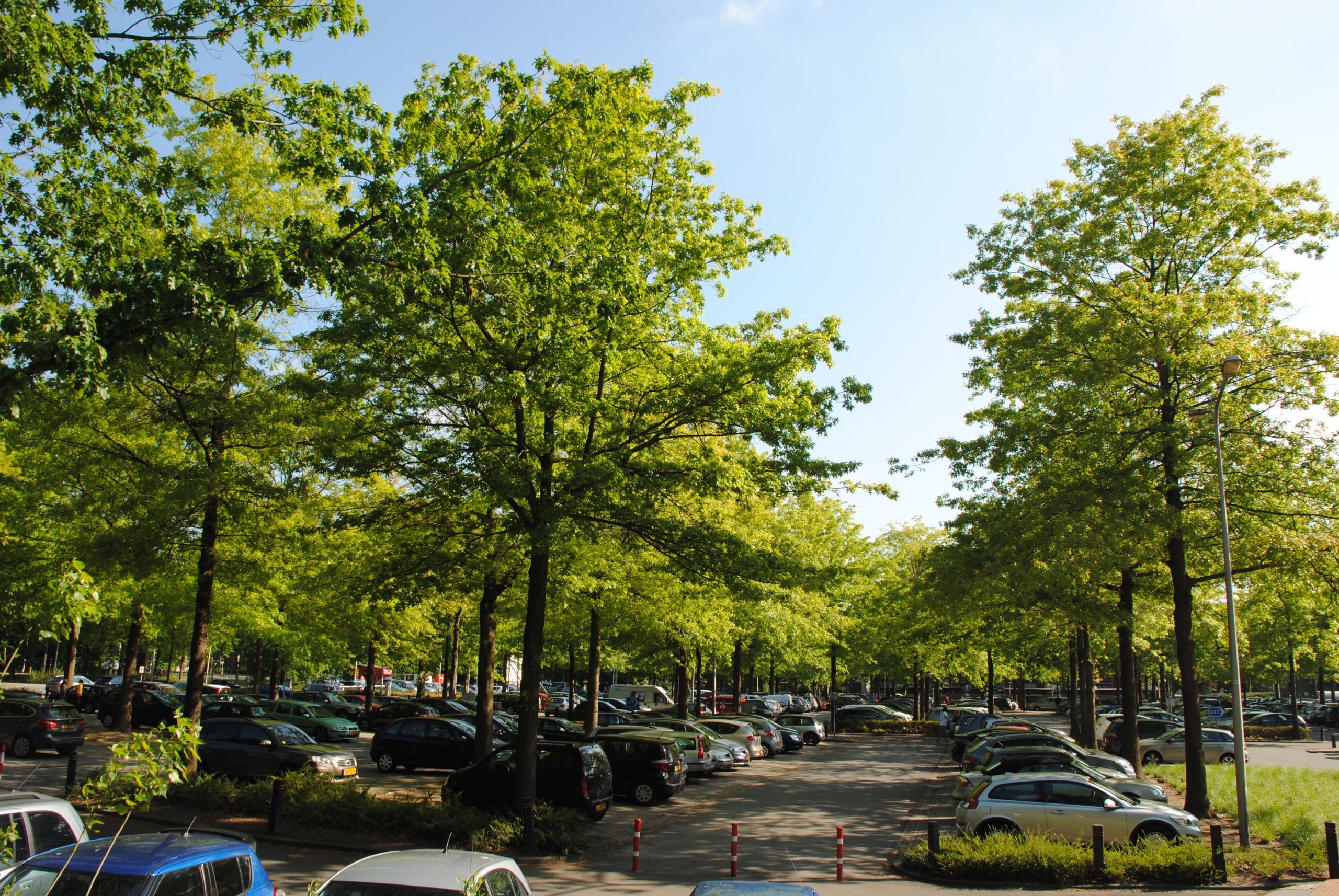 Green City & Landscape 2015 Quercus palustris - Image 1