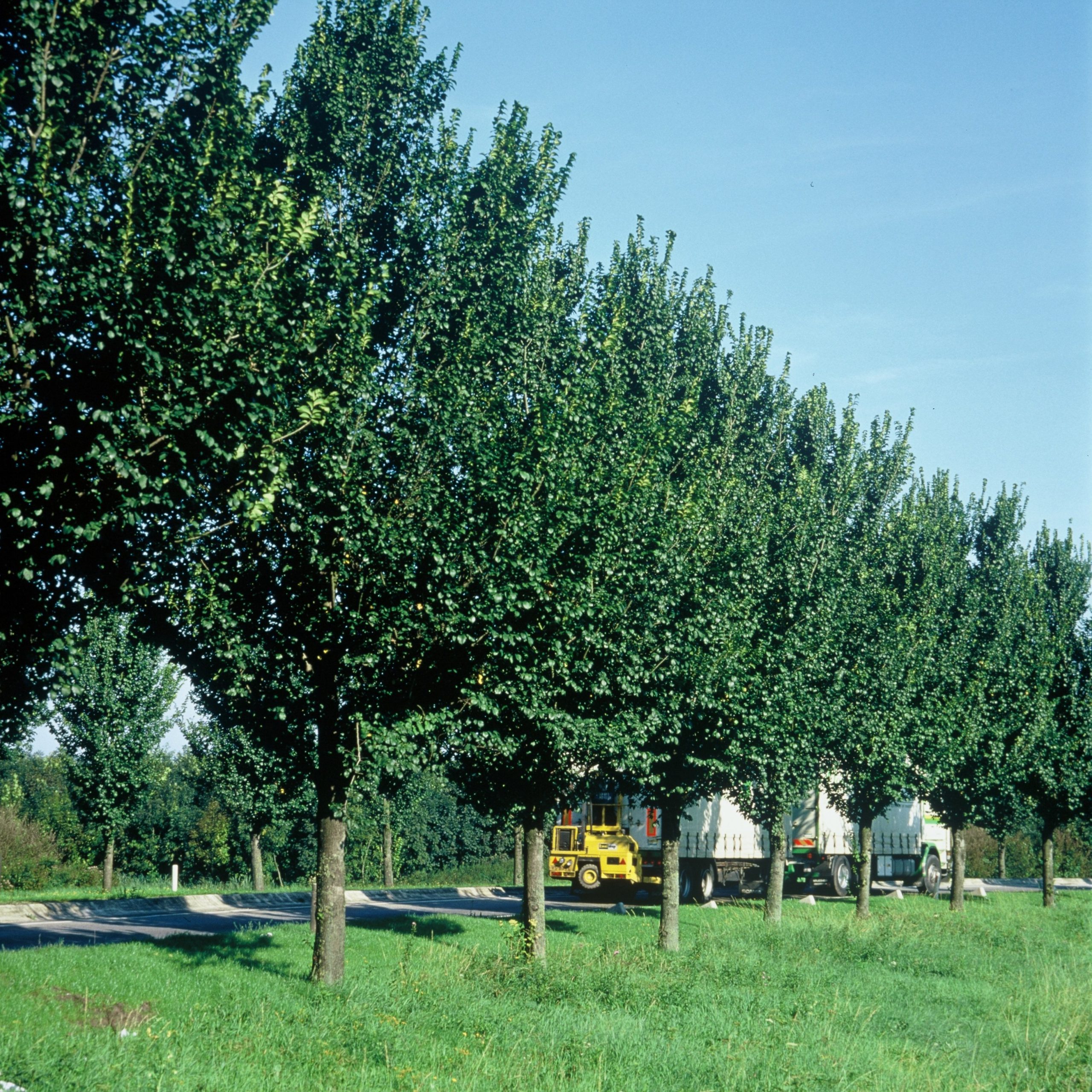 ULLOBEL Ulmus 'Lobel' – Bild 1