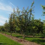 Acer campestre
