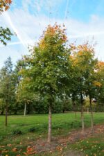 Acer cappadocicum 'Rubrum'