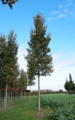 Acer freemanii 'Armstrong II'