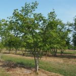 Acer palmatum