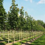 Acer plat. 'Columnare'