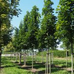 Acer plat. 'Deborah'