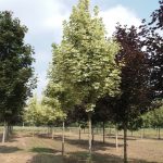 Acer plat. 'Drummondii'