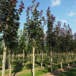 Acer plat. 'Fairview'