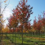 Acer rubrum 'Franksred'