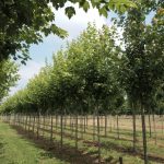 Acer rubrum 'Scanlon'