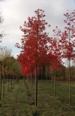 Acer rubrum 'Somerset' - Image 2