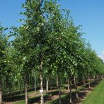 Betula nigra