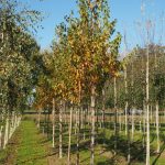 Betula pubescens